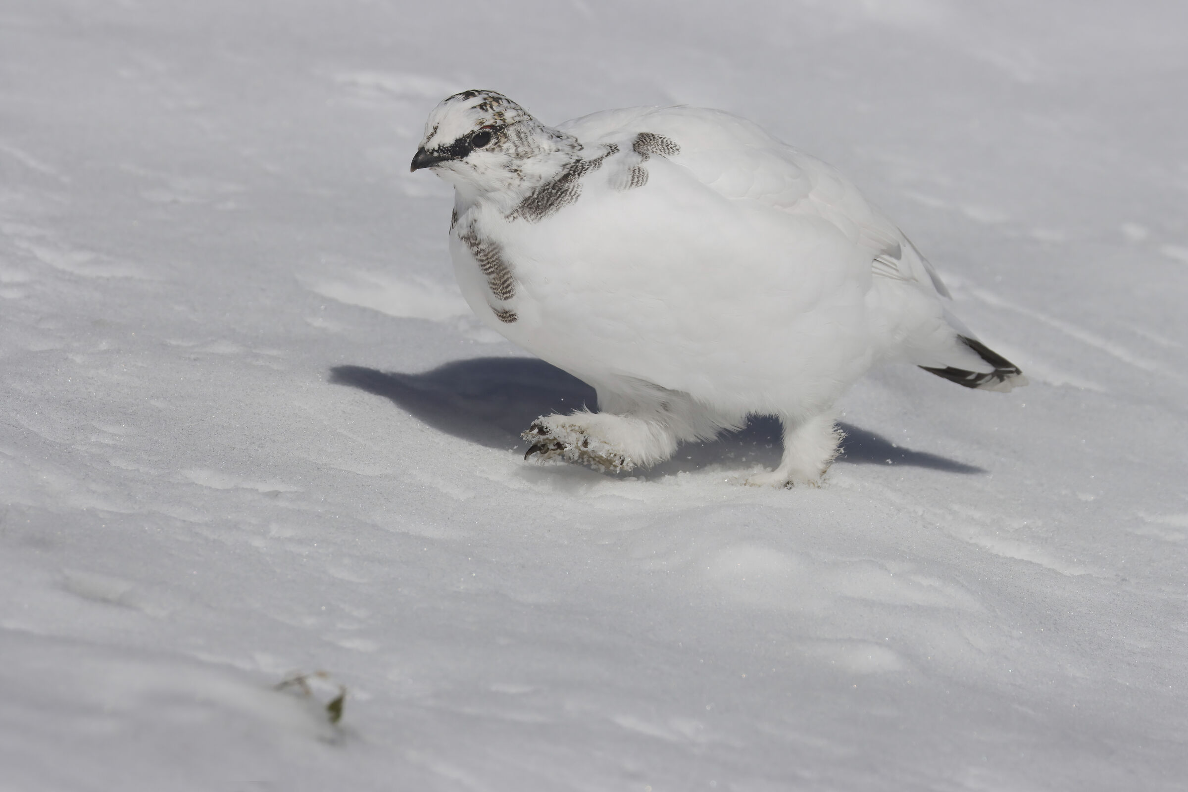 zampe da...orso polare, pernice bianca