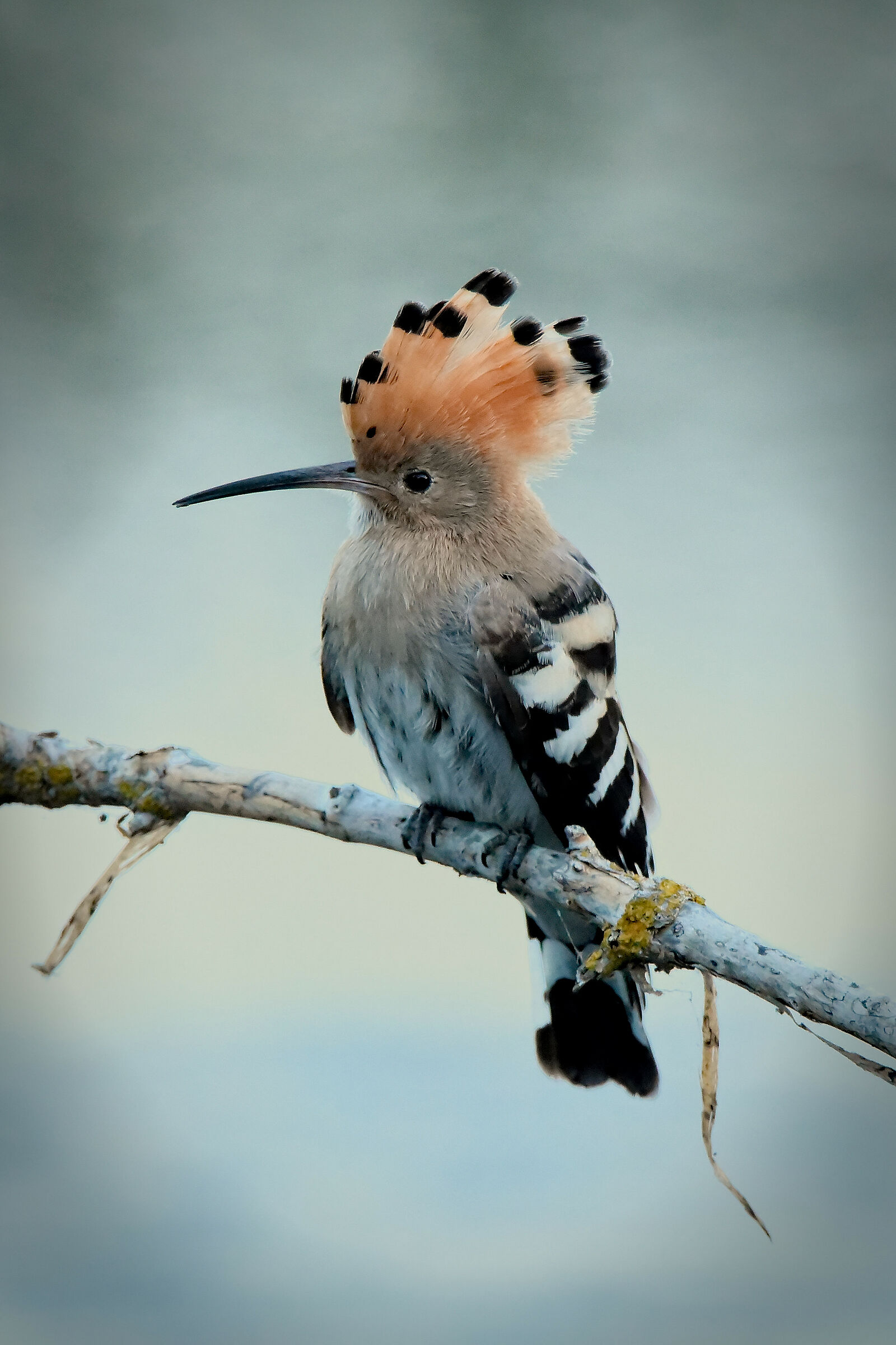 Hoopoe