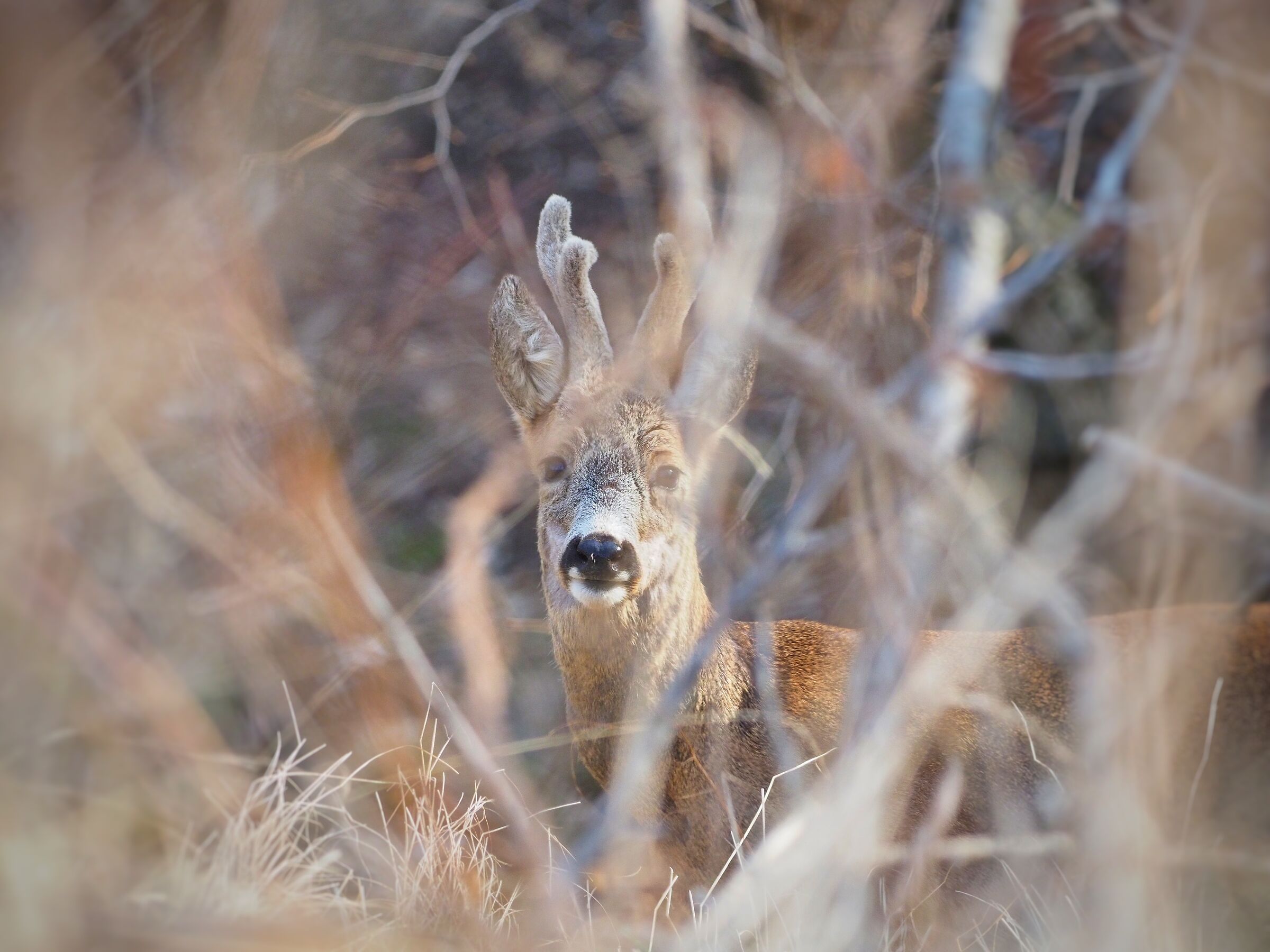 Roe deer