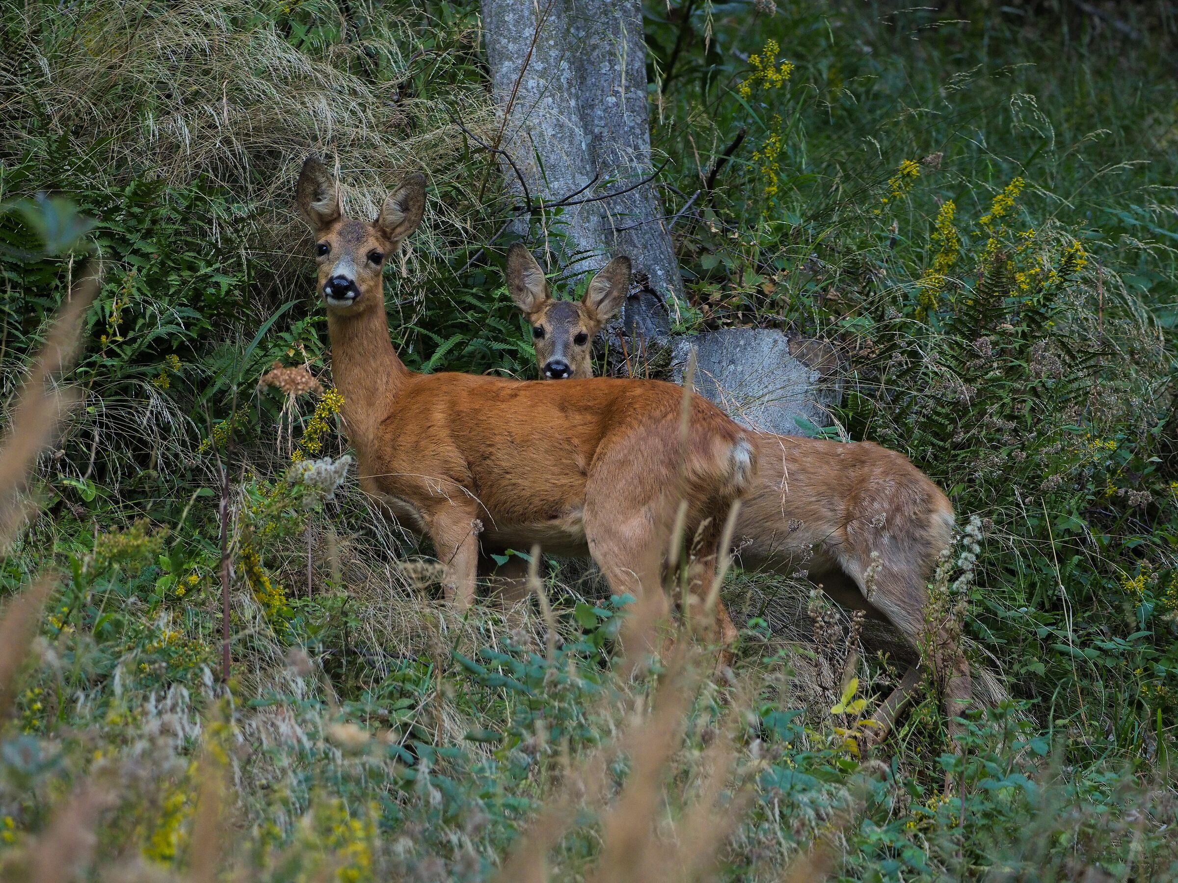 Roe deer with small