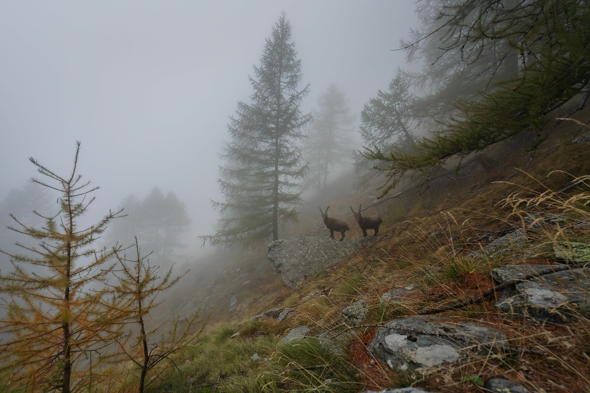 Ibexes in the fog