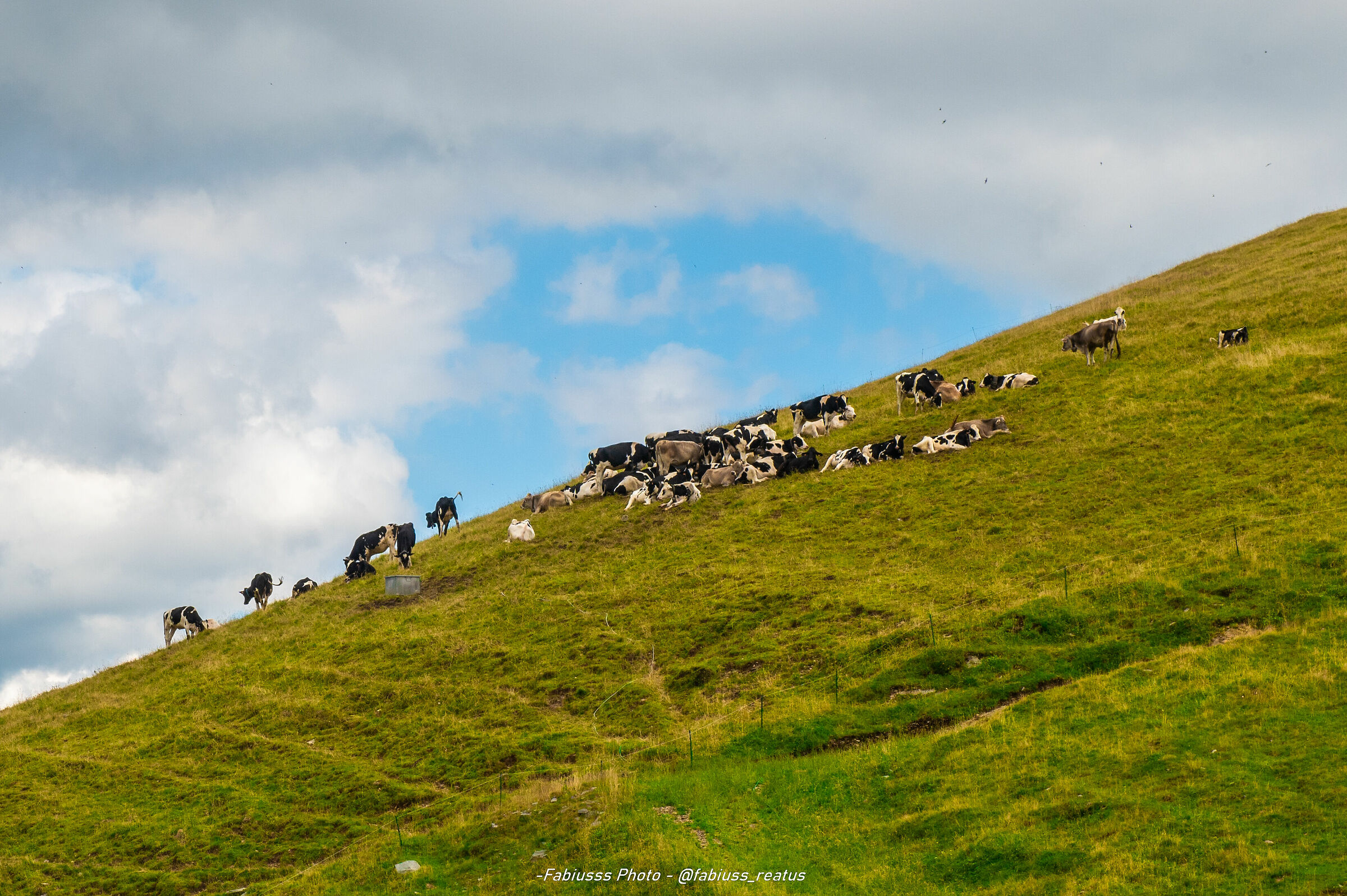 Un Pascolo poco pianeggiante