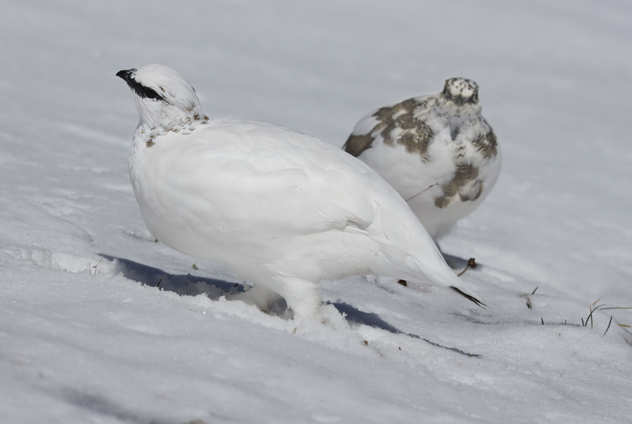 coppia nella neve, pernici bianche