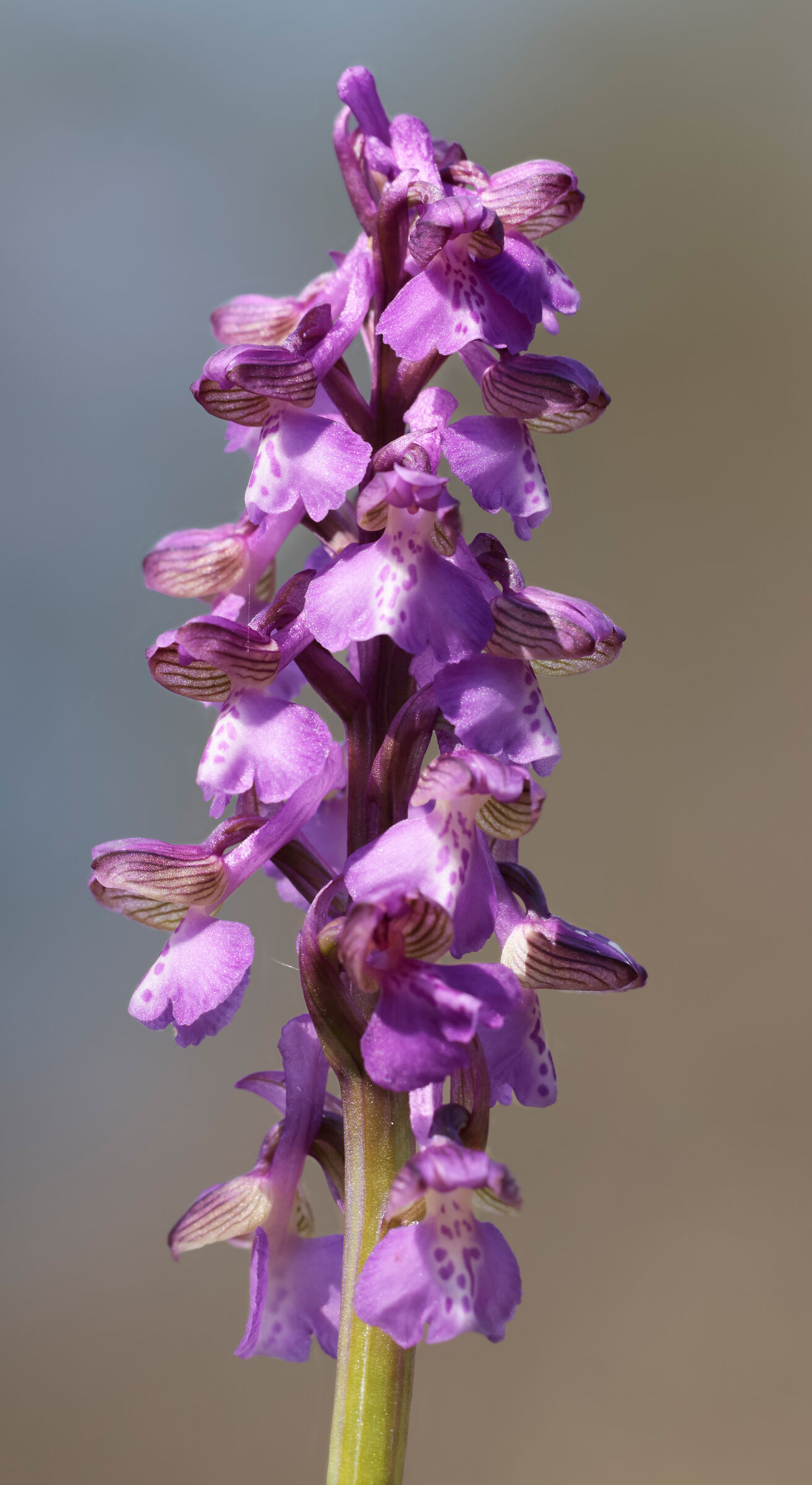 Anacamptis morio