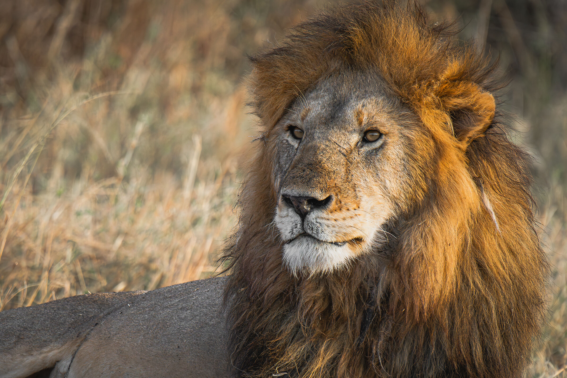 The King at Sunset