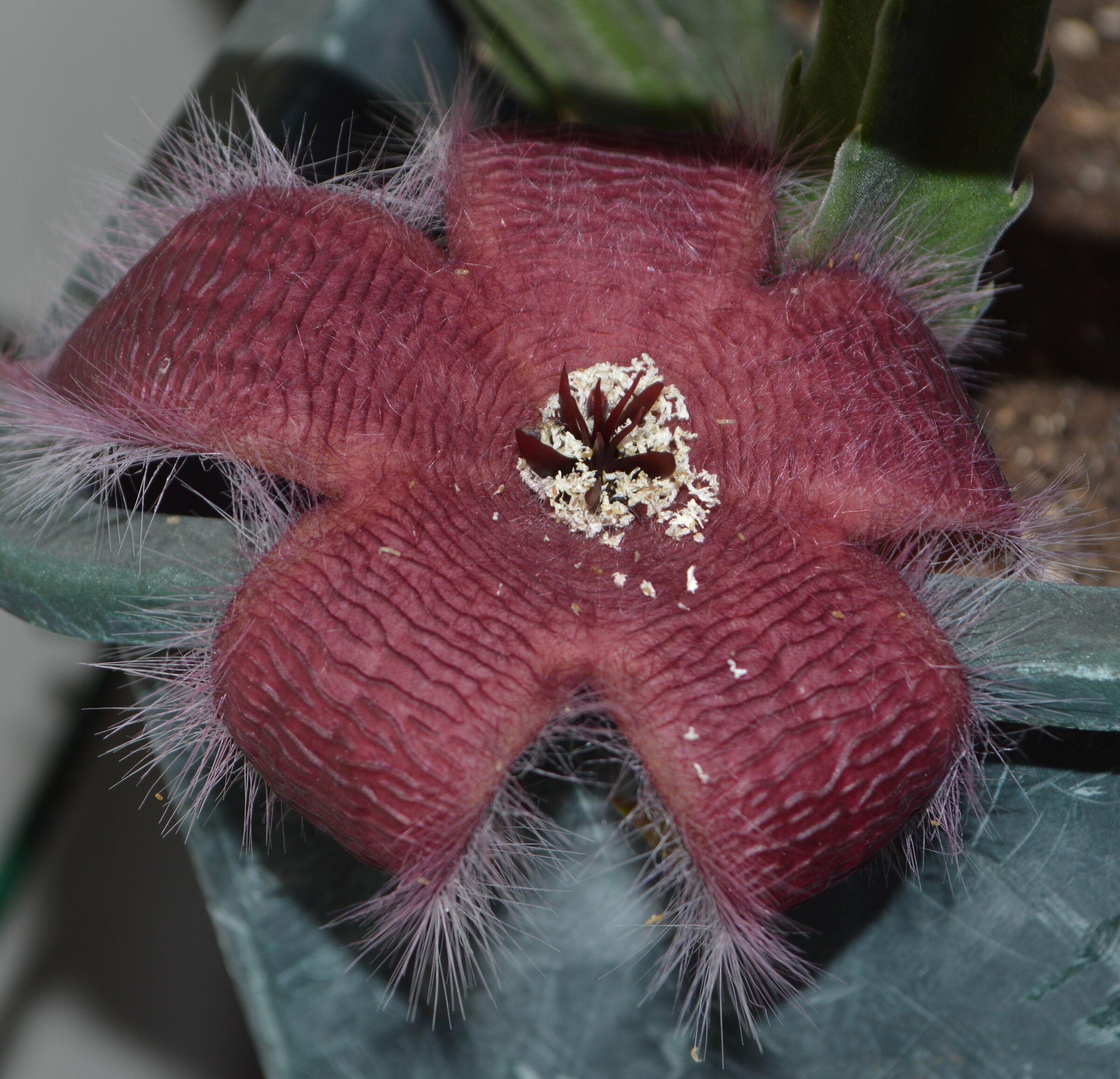 Stapelia in prova 1
