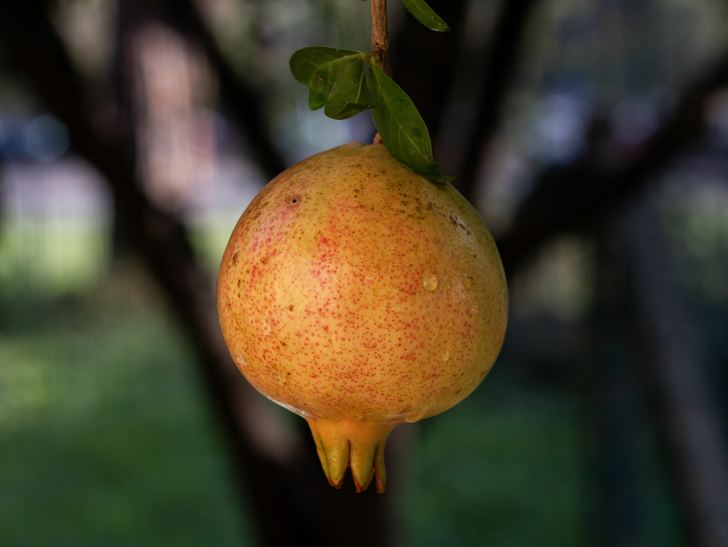 Melograno Helios 44-m2