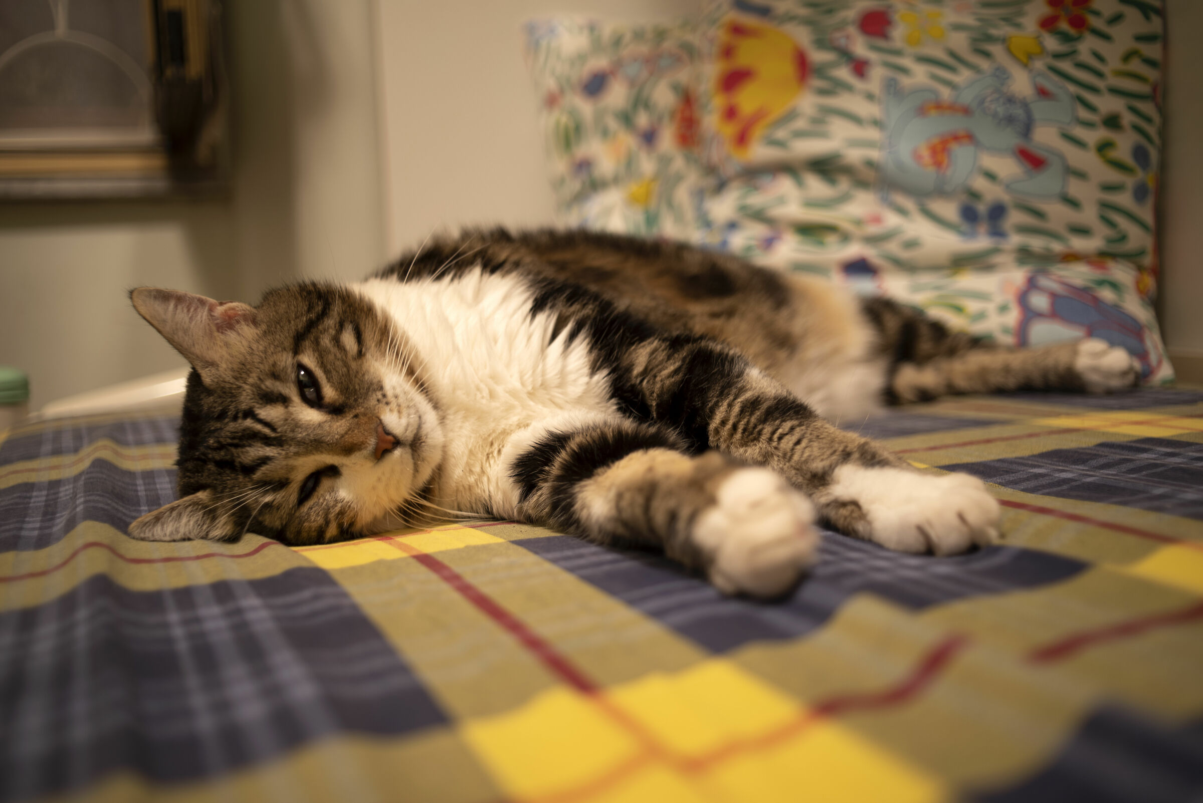 Milly - SMC Pentax M 35mm f2.8