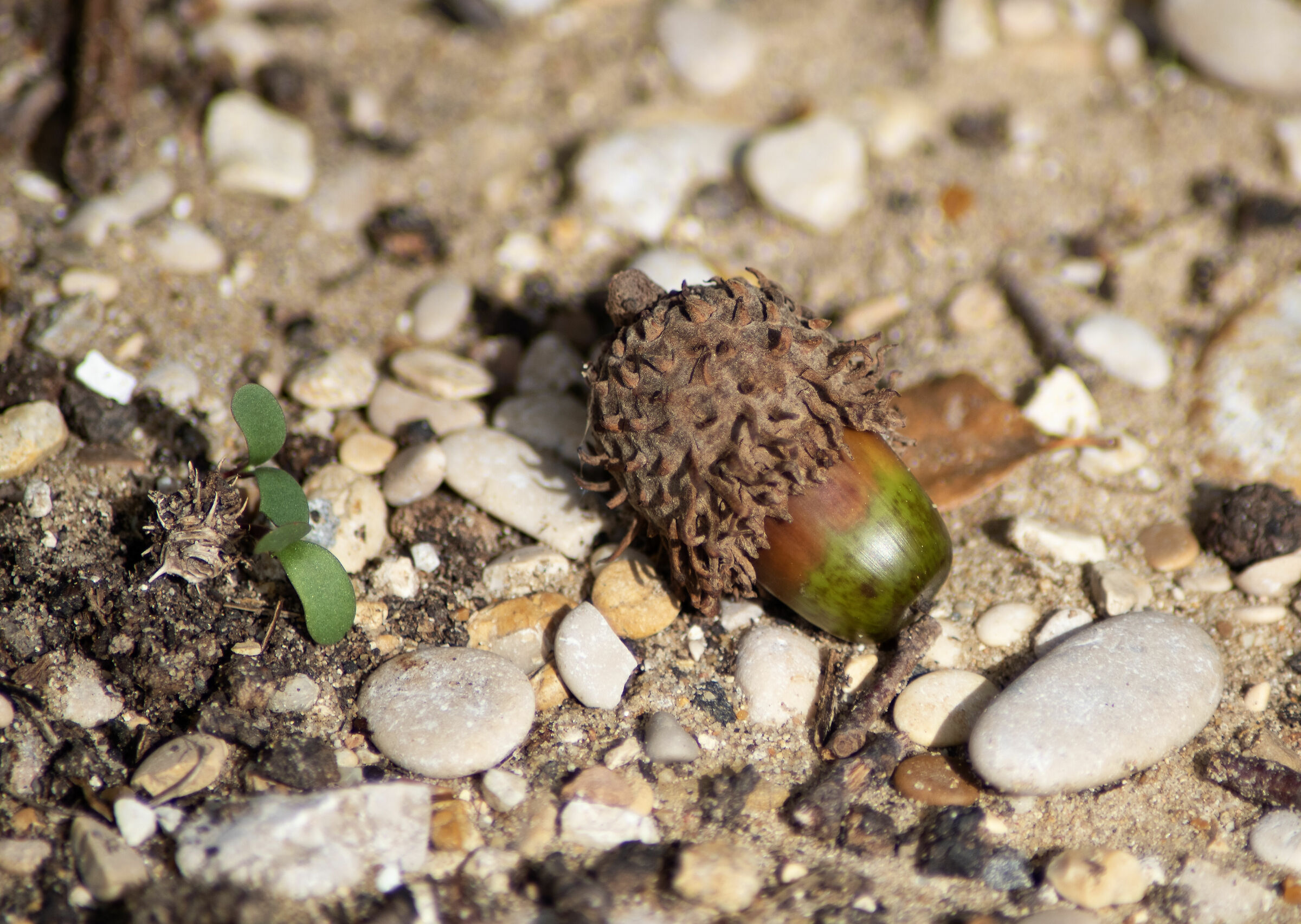 Ghianda a terra Tamron 70-300 f4-5.6