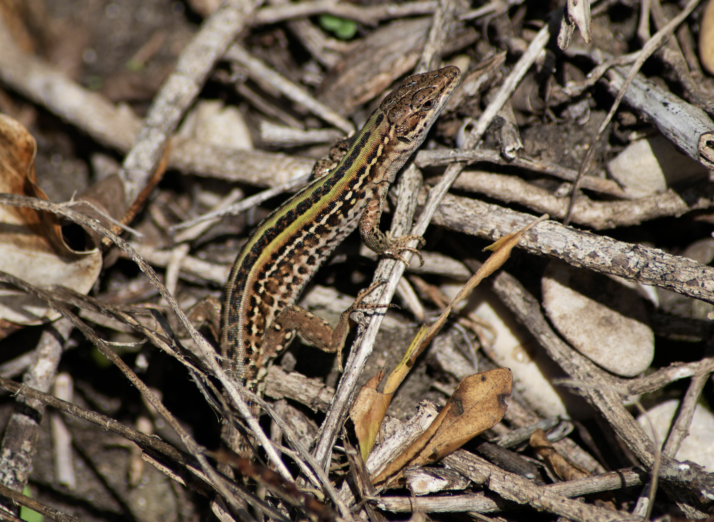 Lucertola al sole Tamron 70-300 f4-5.6