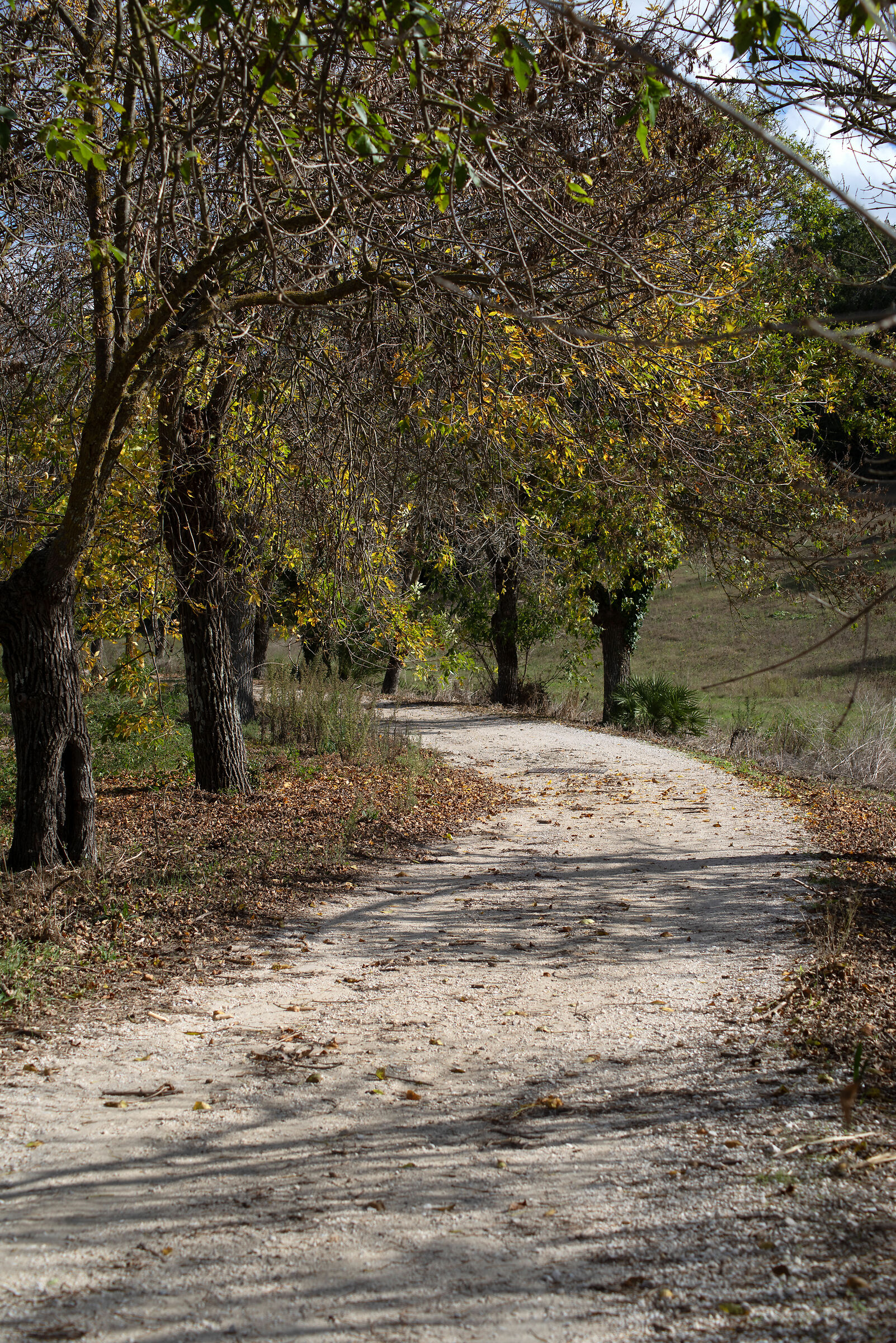 Stradello autunnale Tamron 70-300 f4-5.6