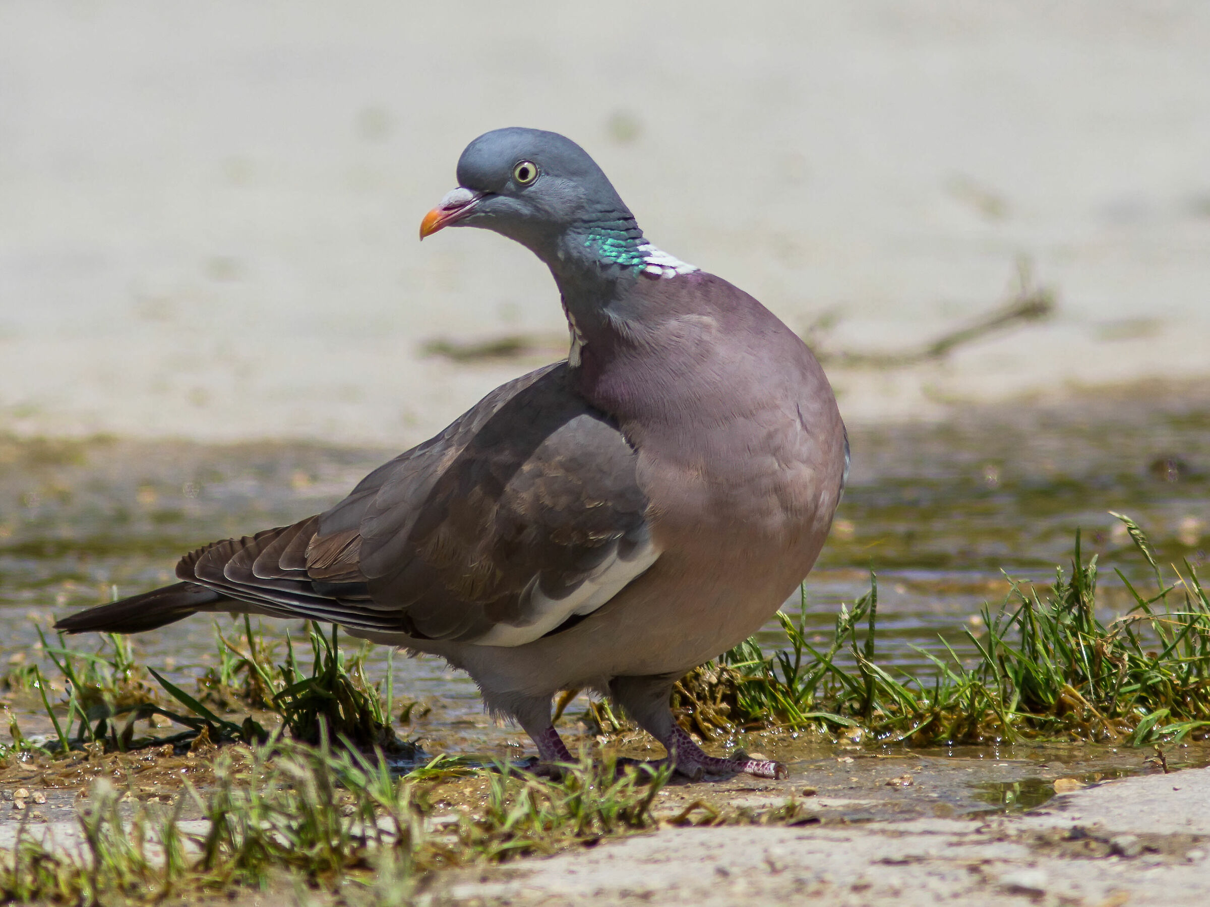 Curious wood pigeon