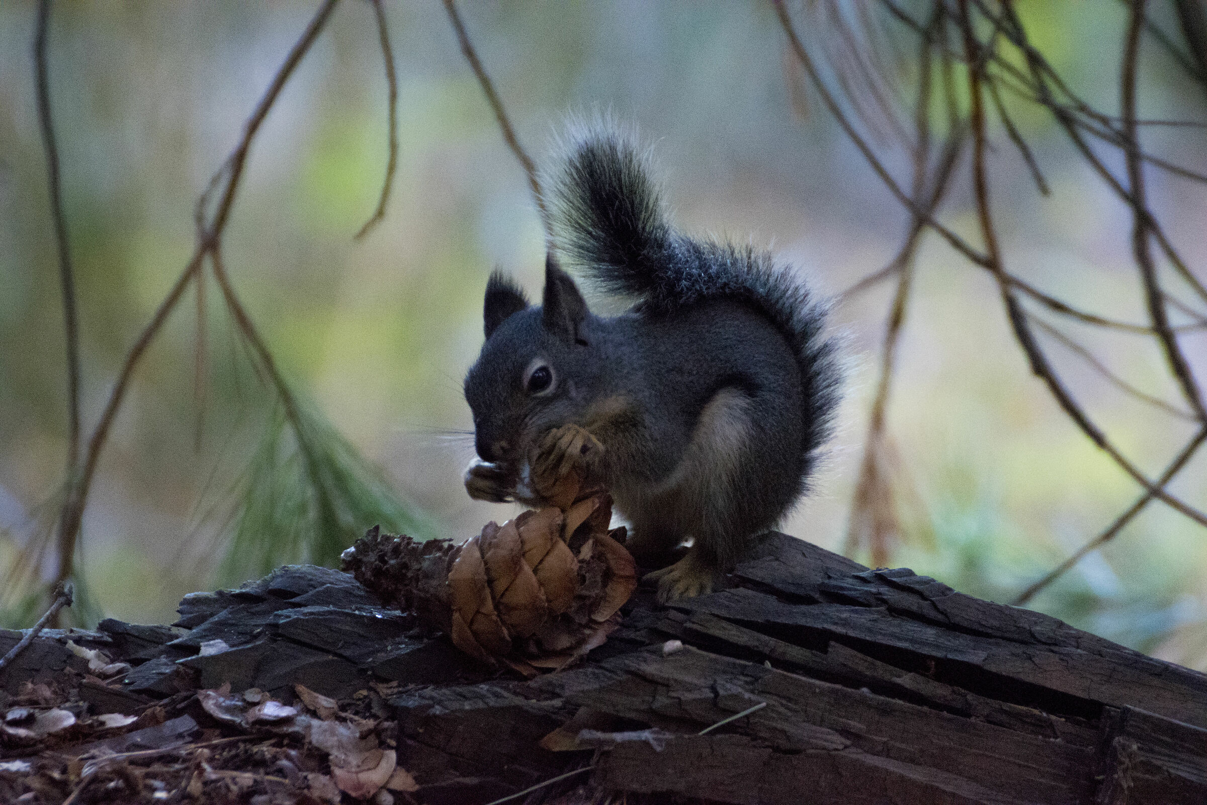 Squirrel Sequoia National Park