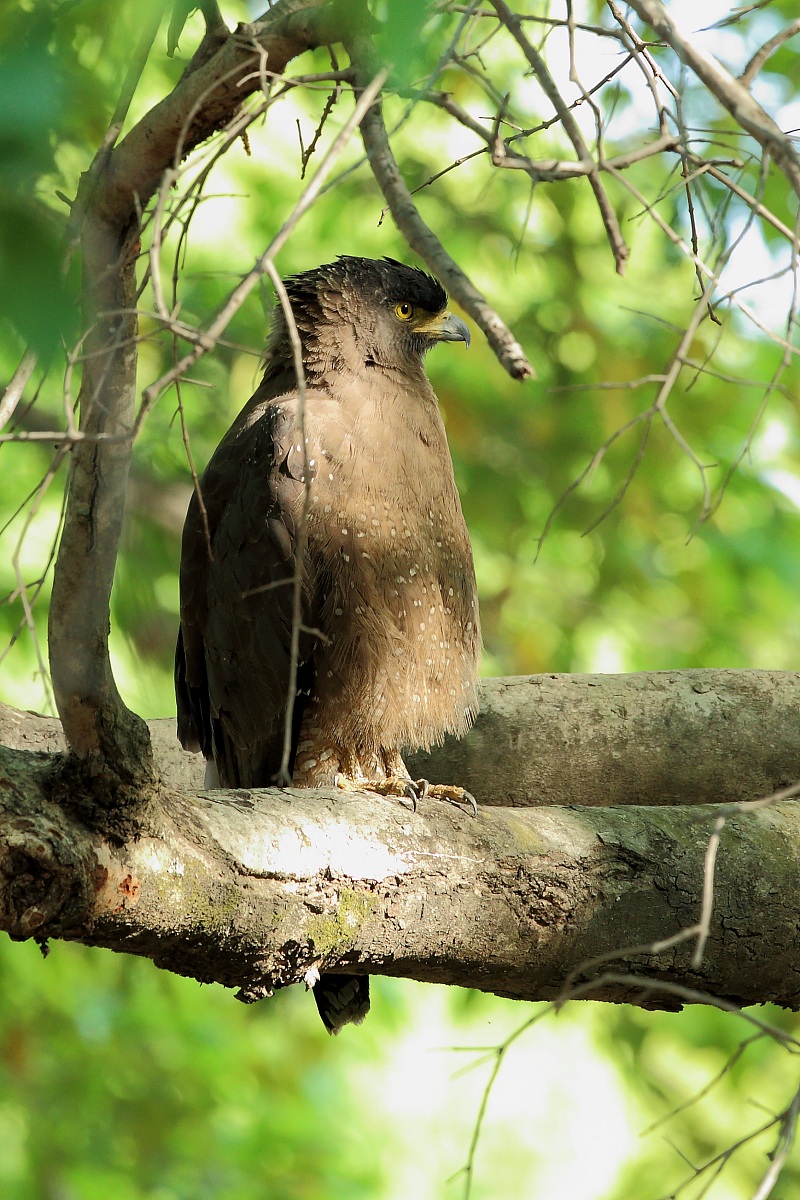 Serpentario crestato (Spilornis cheela)