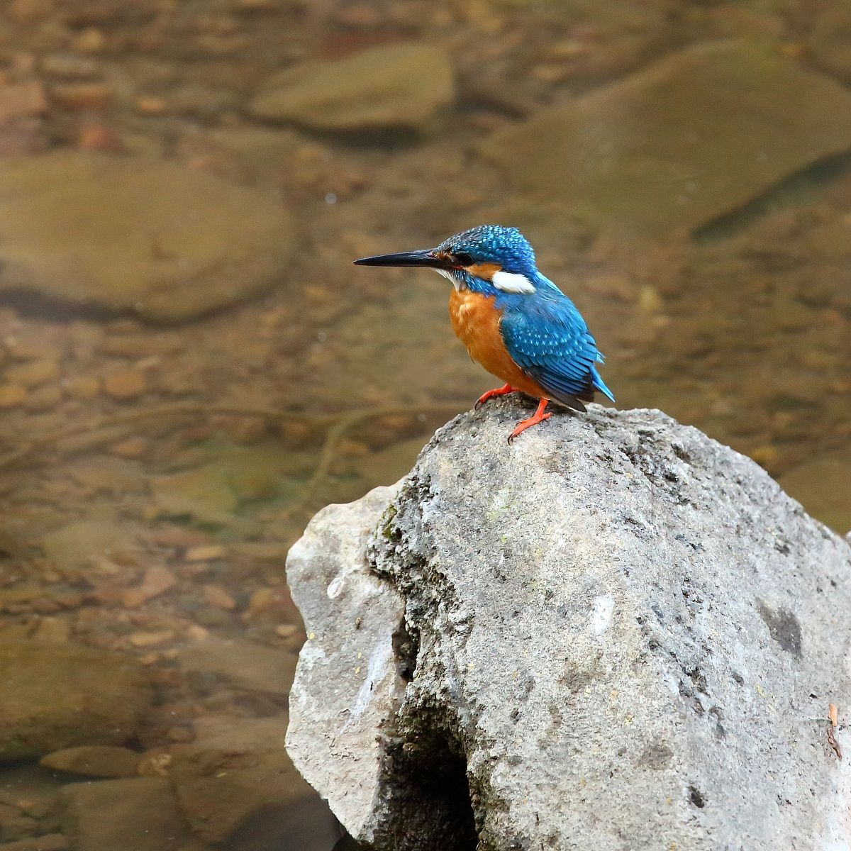 Martino a Ranthambore