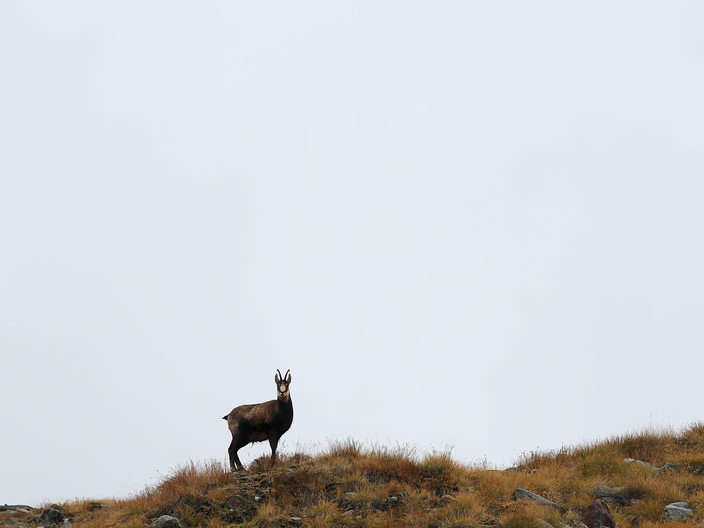 Camoscio in Valnontey