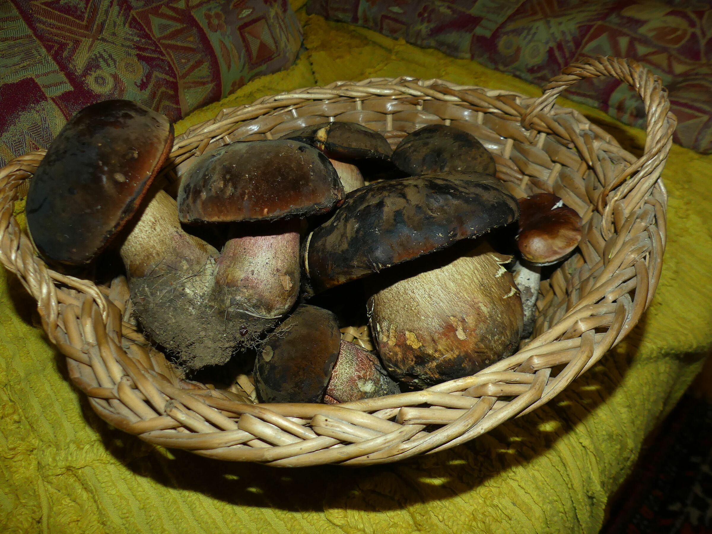 A gift from the forest