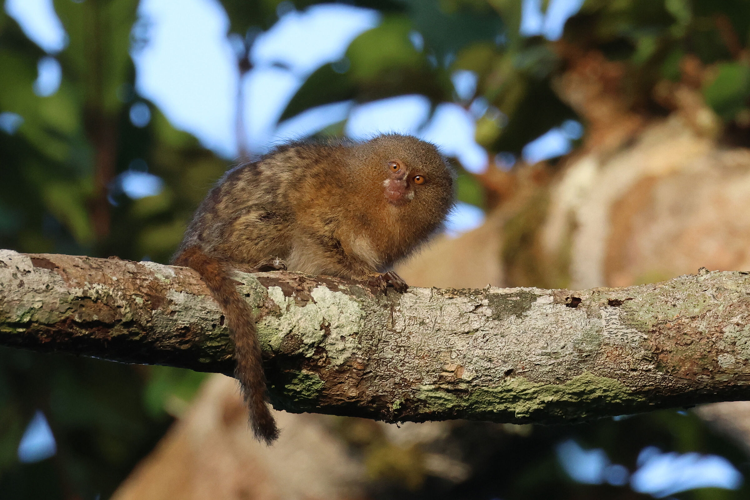 The smallest monkey in the world