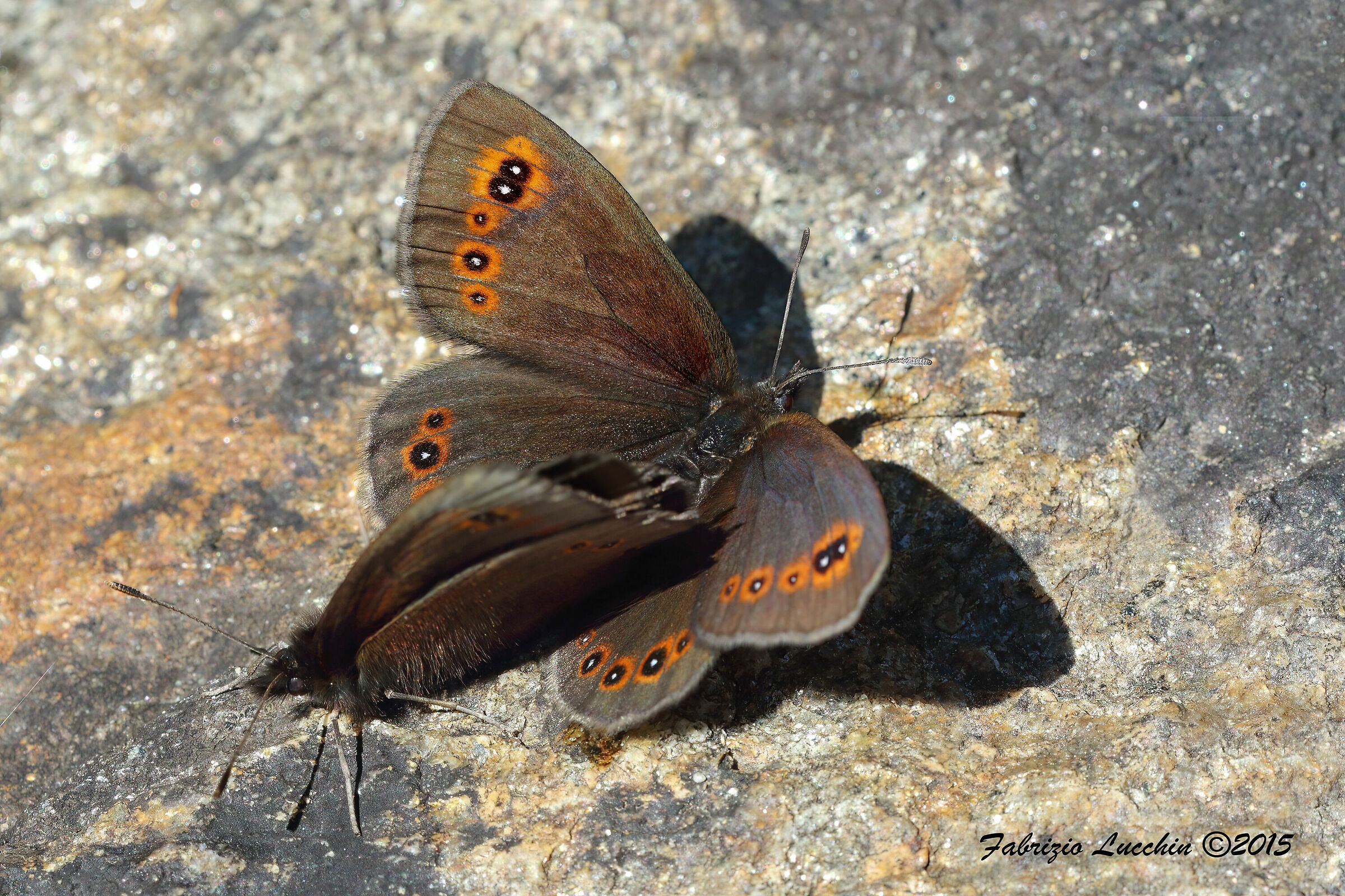 Erebia medusa in accoppiamento