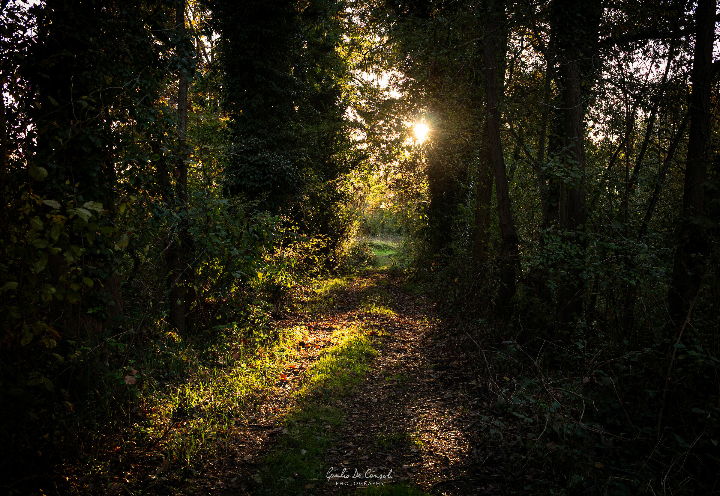 Una strada di campagna in Lomellina - pt.2