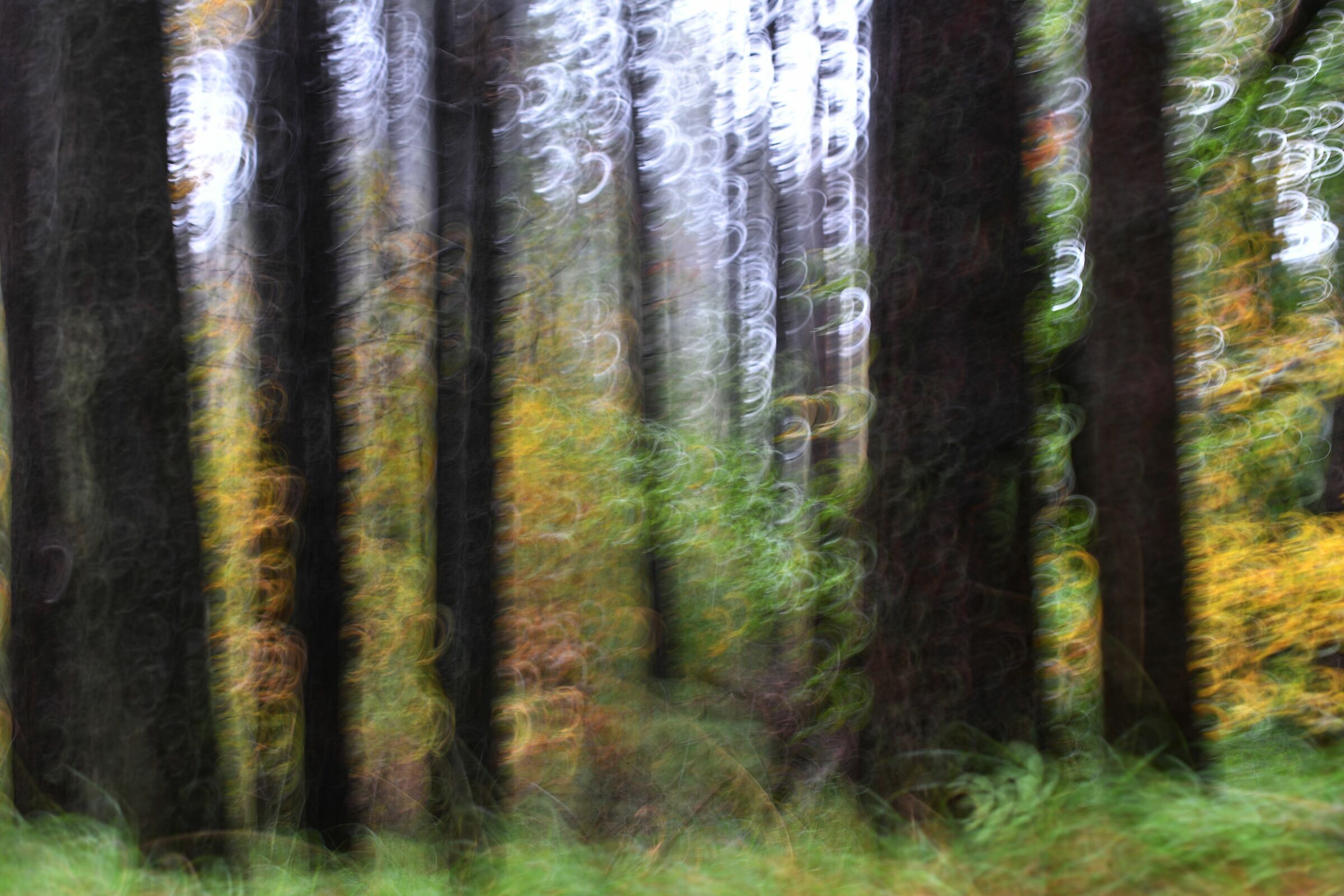 Autunno nel bosco..