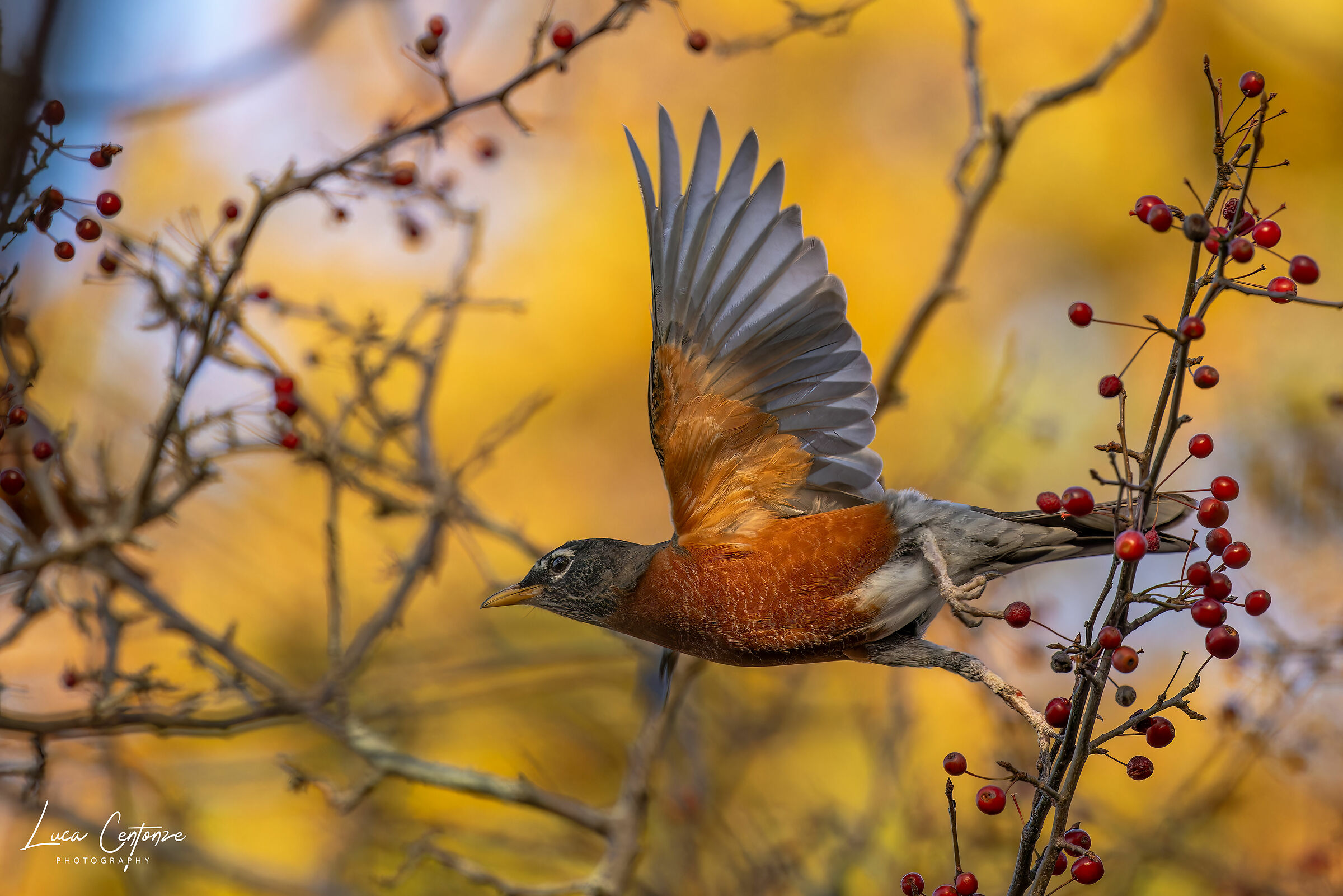 La straordinarietà di un uccello comune