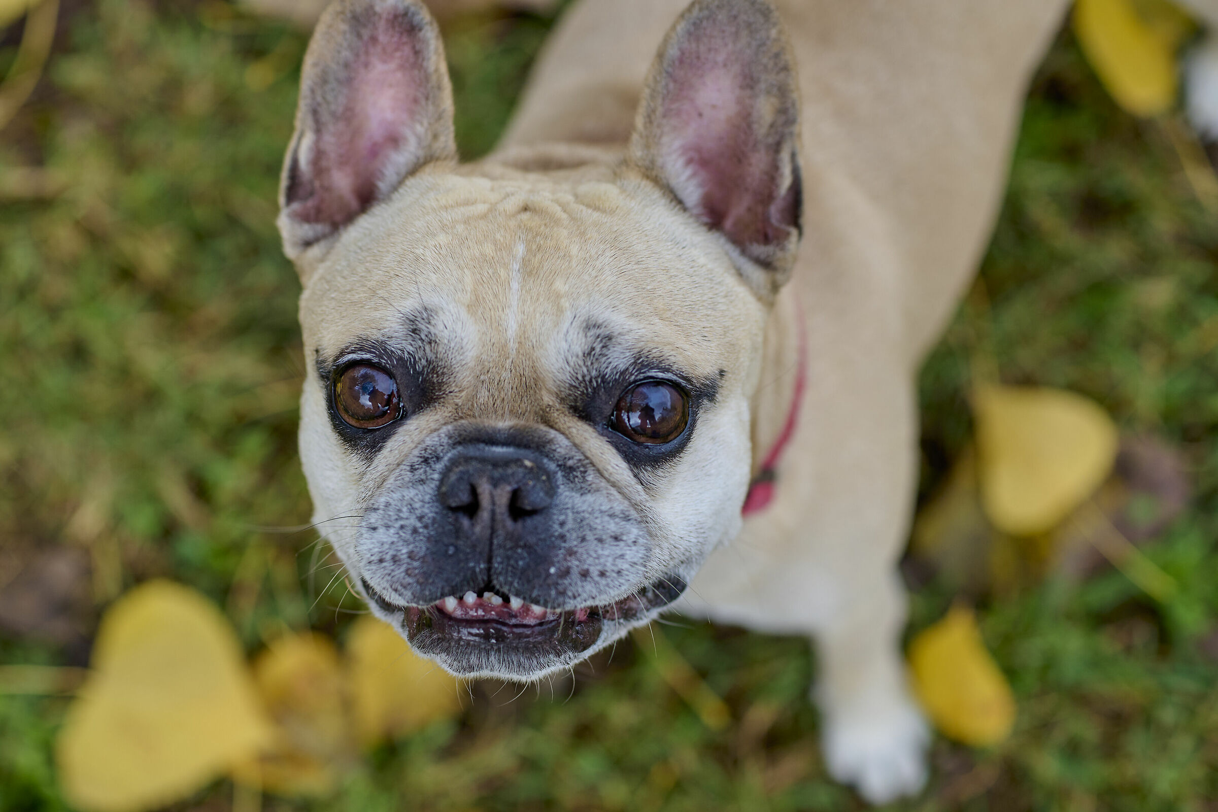 Dammi qualcosa da mangiare...