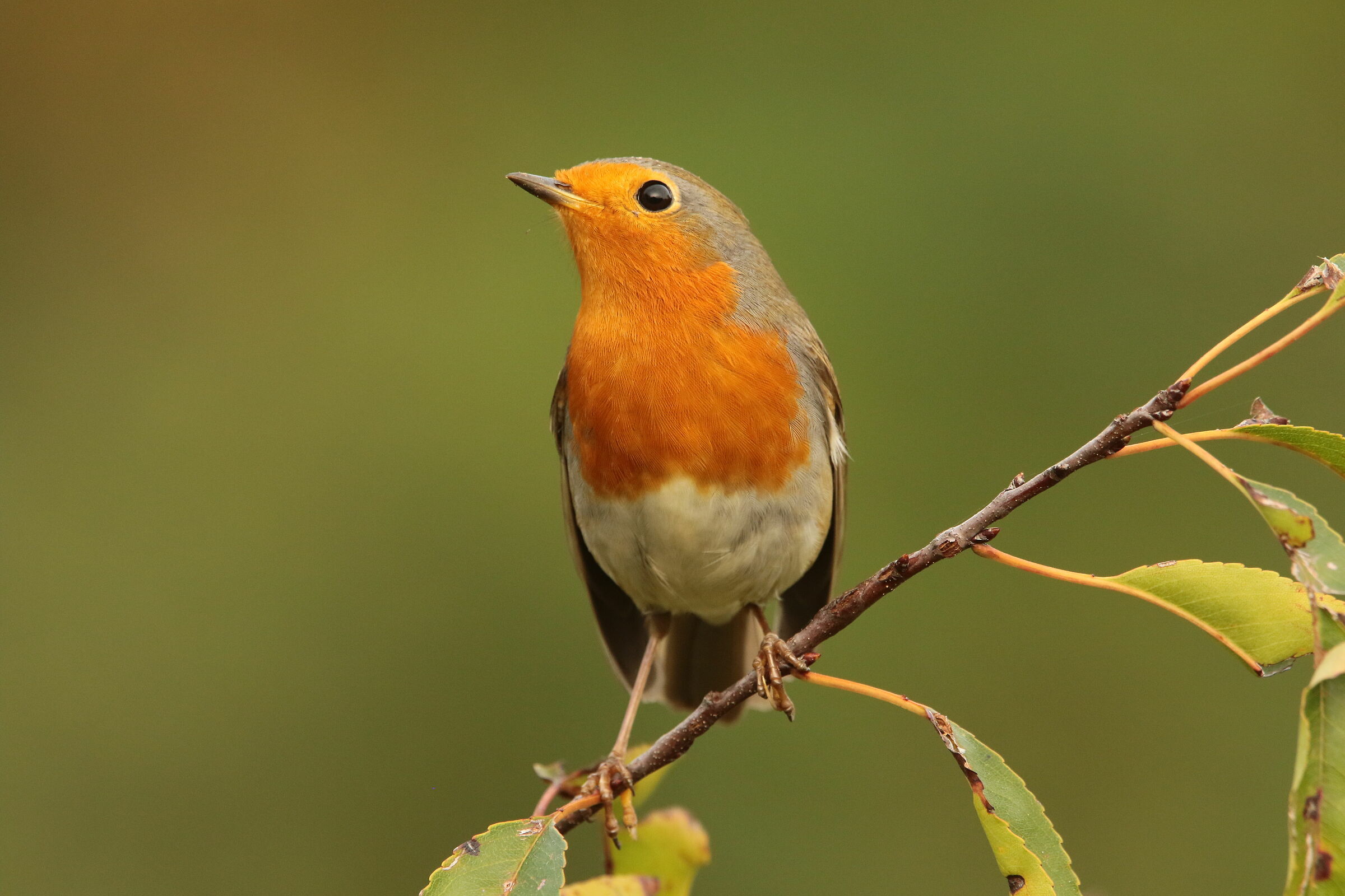 Robin Oasi Lipu Cesano m.mb12/10/2023