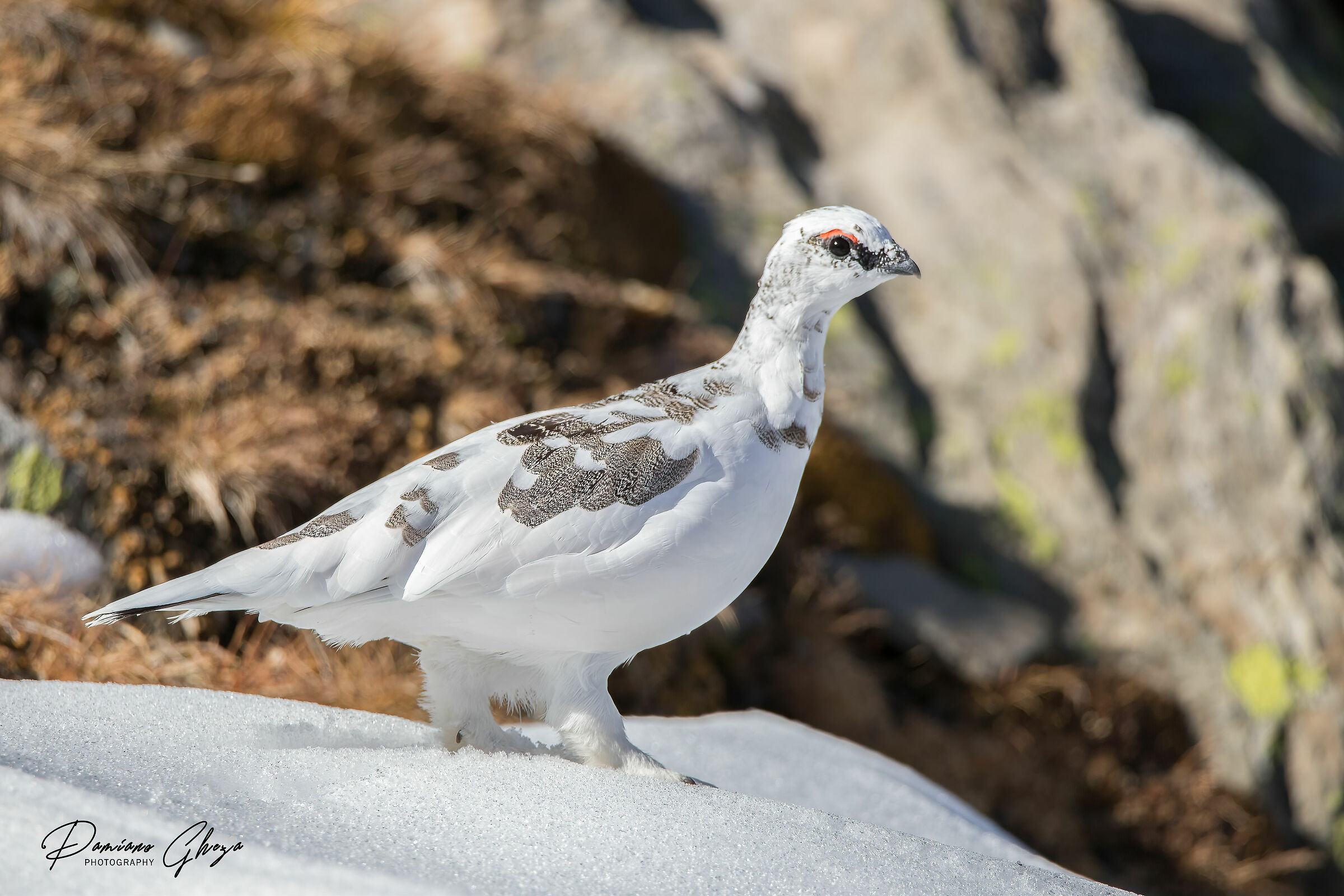 Ptarmigan