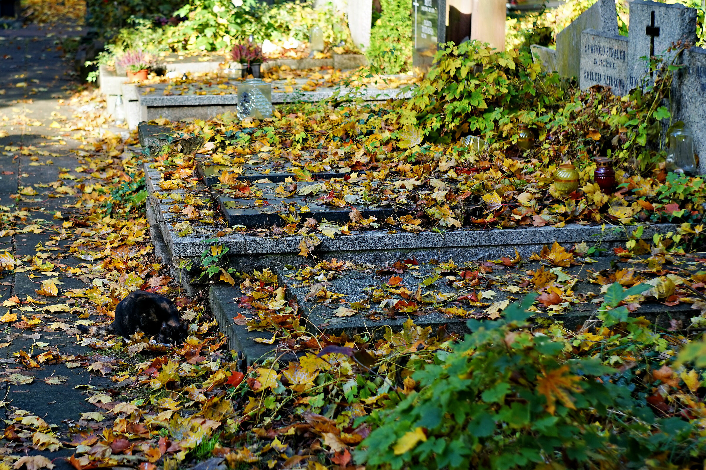 Perché amava i gatti... Il loro emissario con le fusa