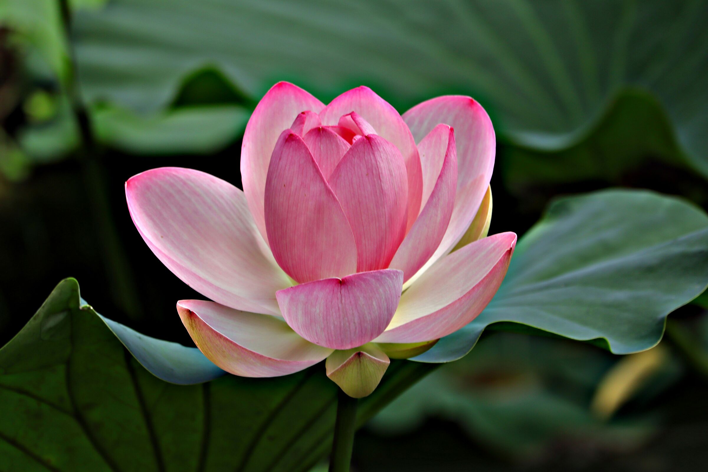 Lotus Flower 2