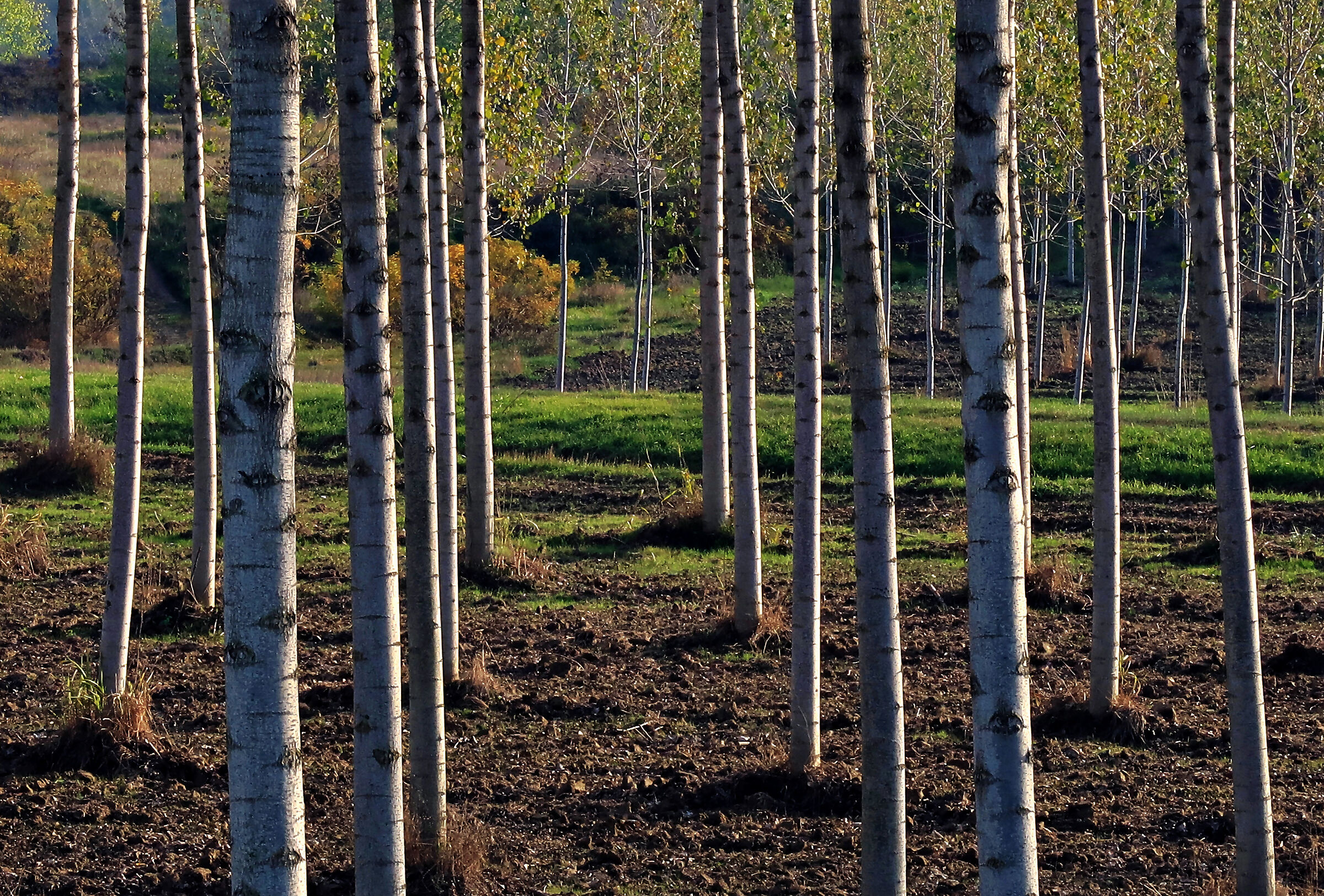 Poplars in the floodplain