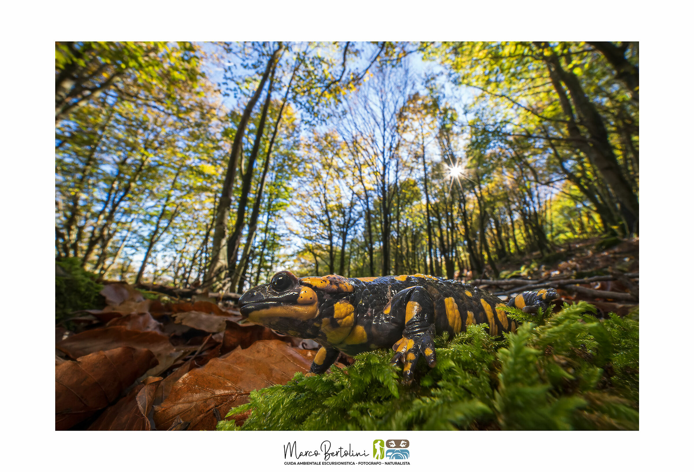 From the Salamander's point of view