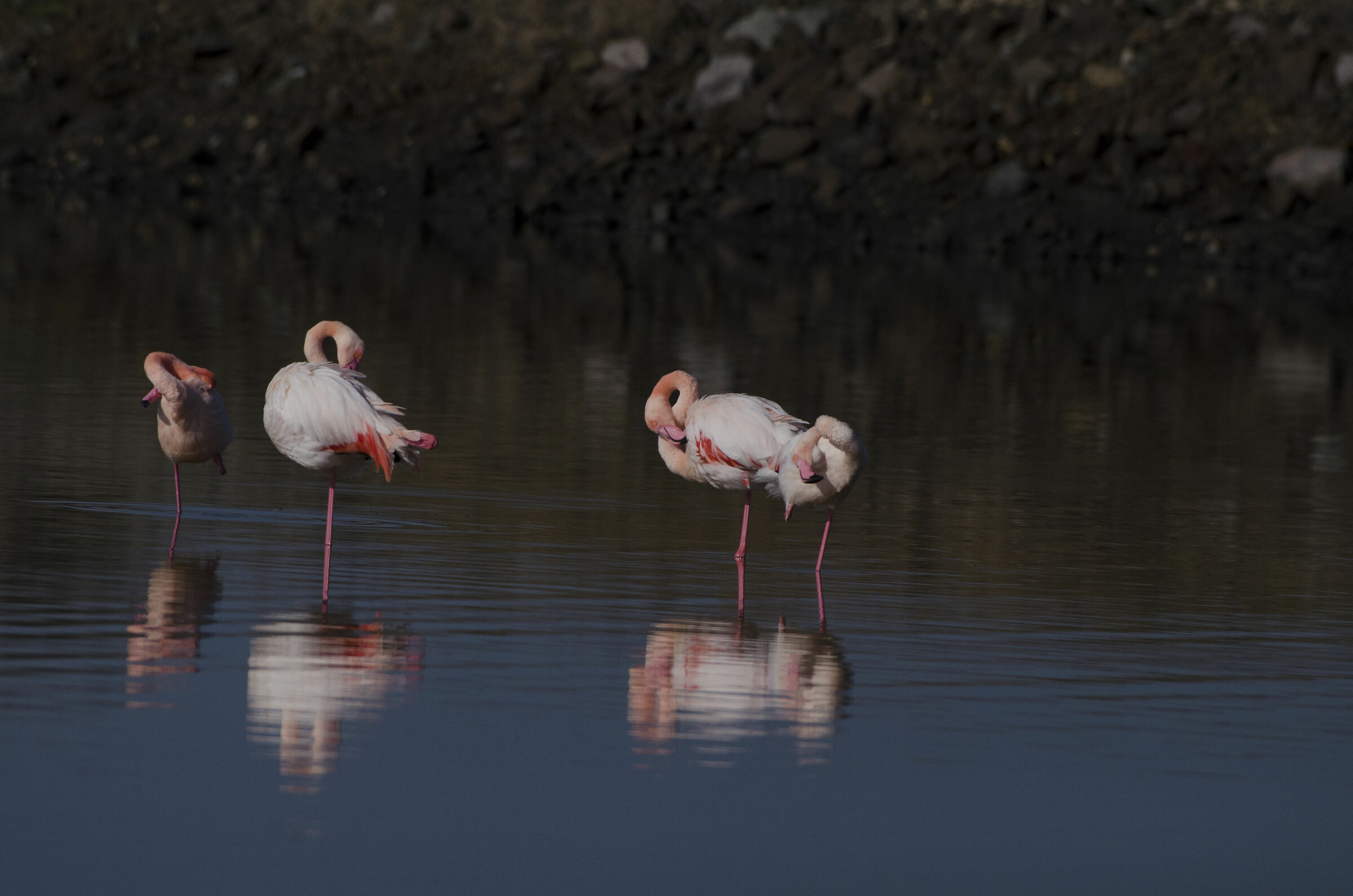 flamingoes