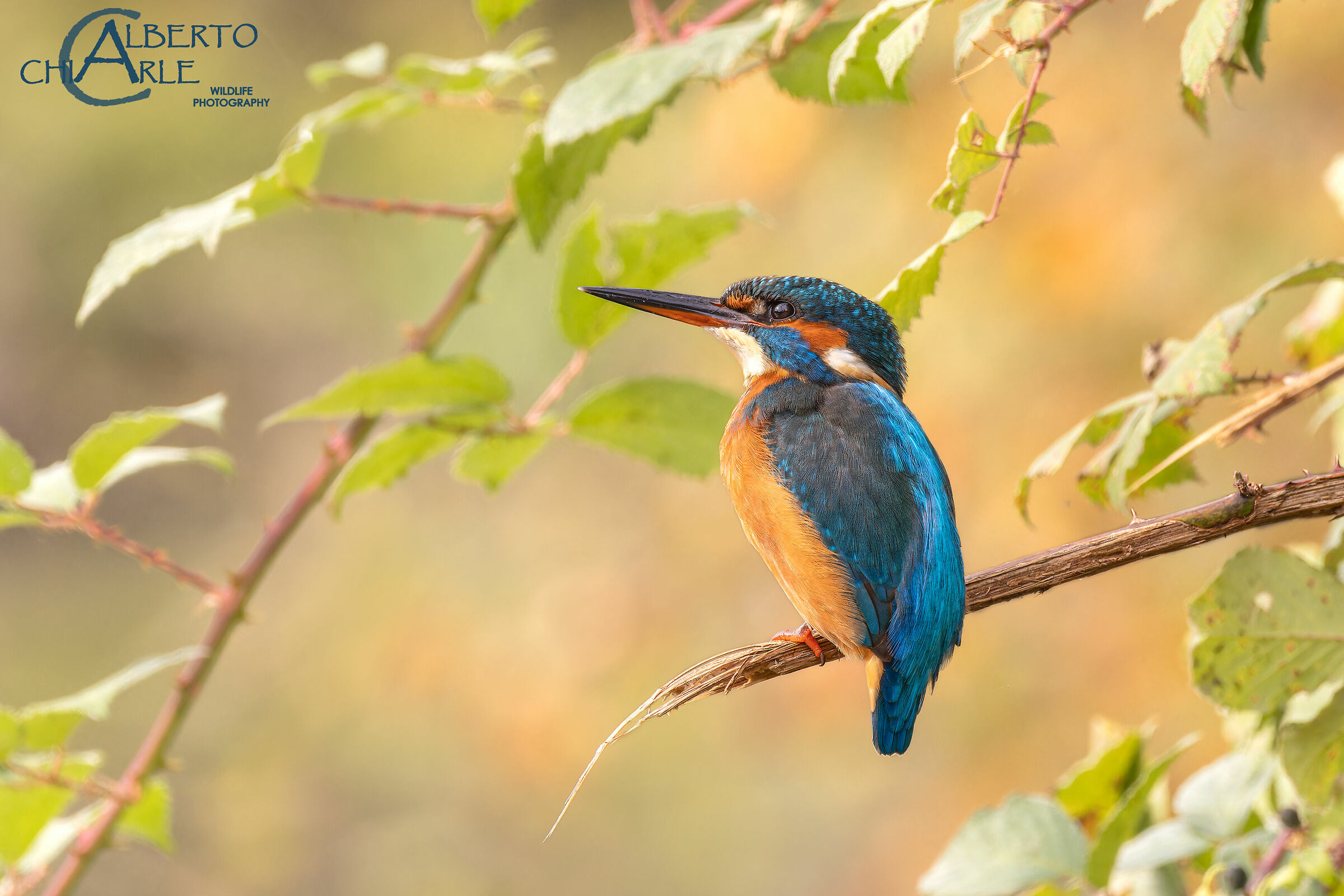 Kingfisher