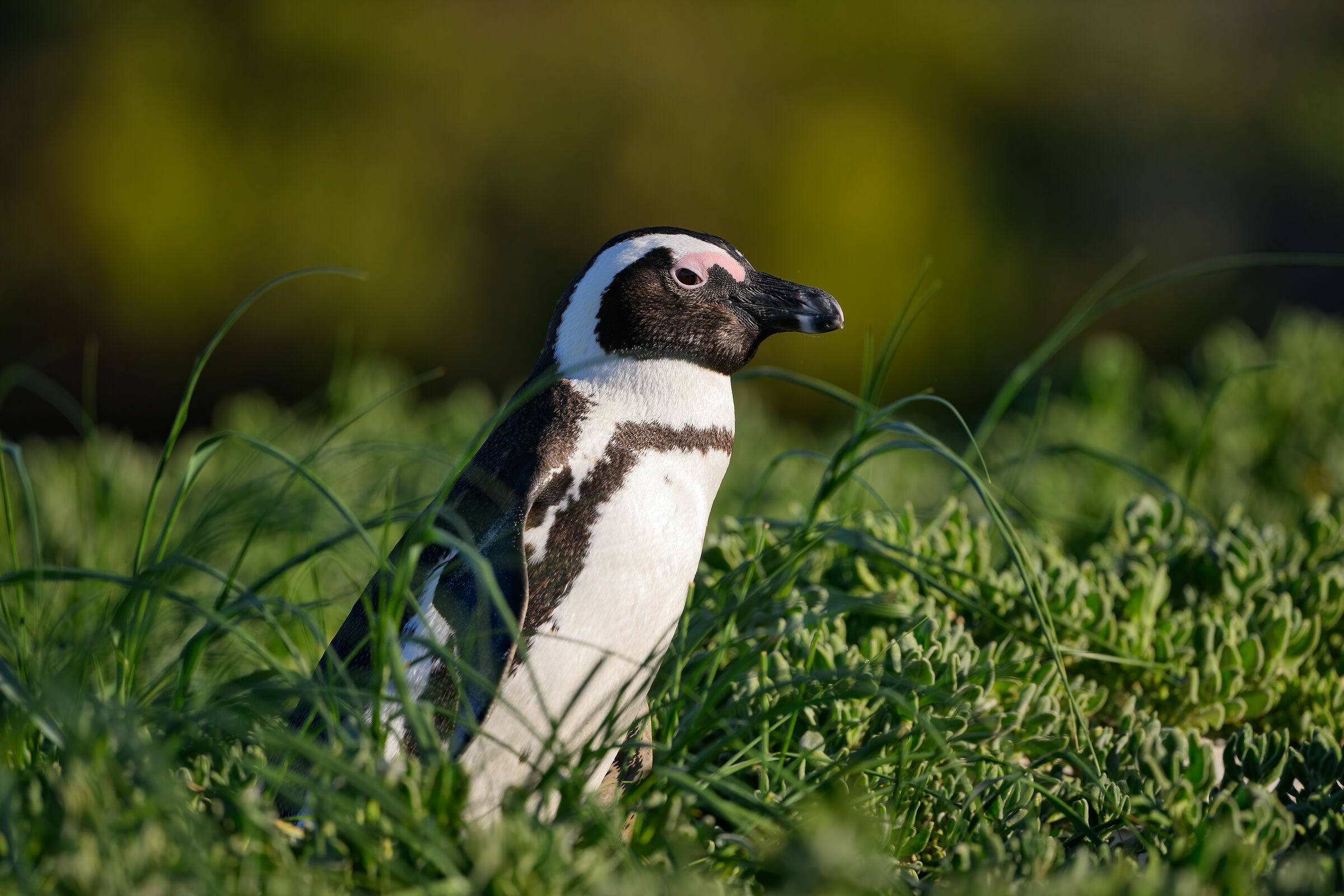 Pinguino africano nel verde