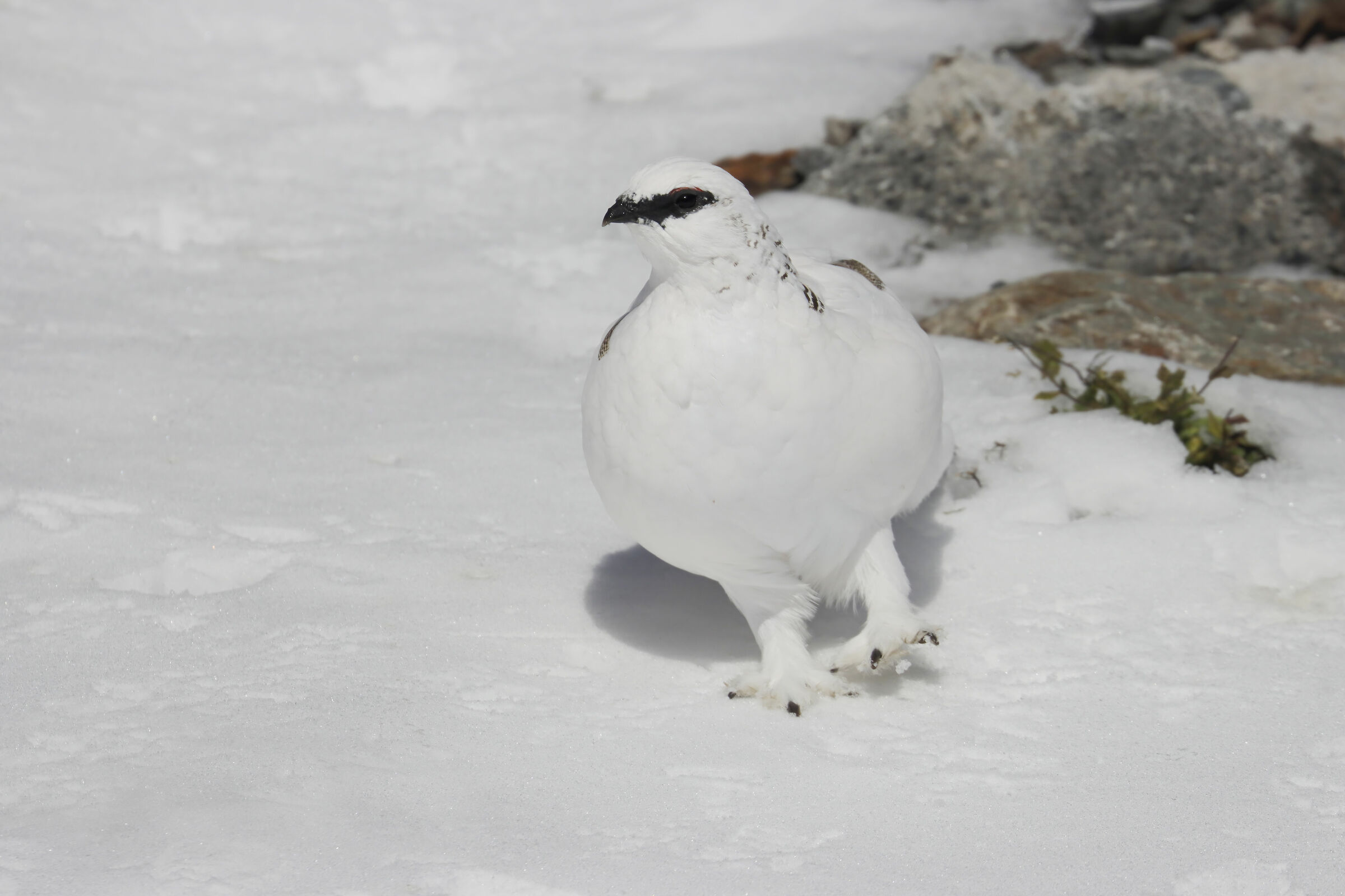 cuore di pernice bianca