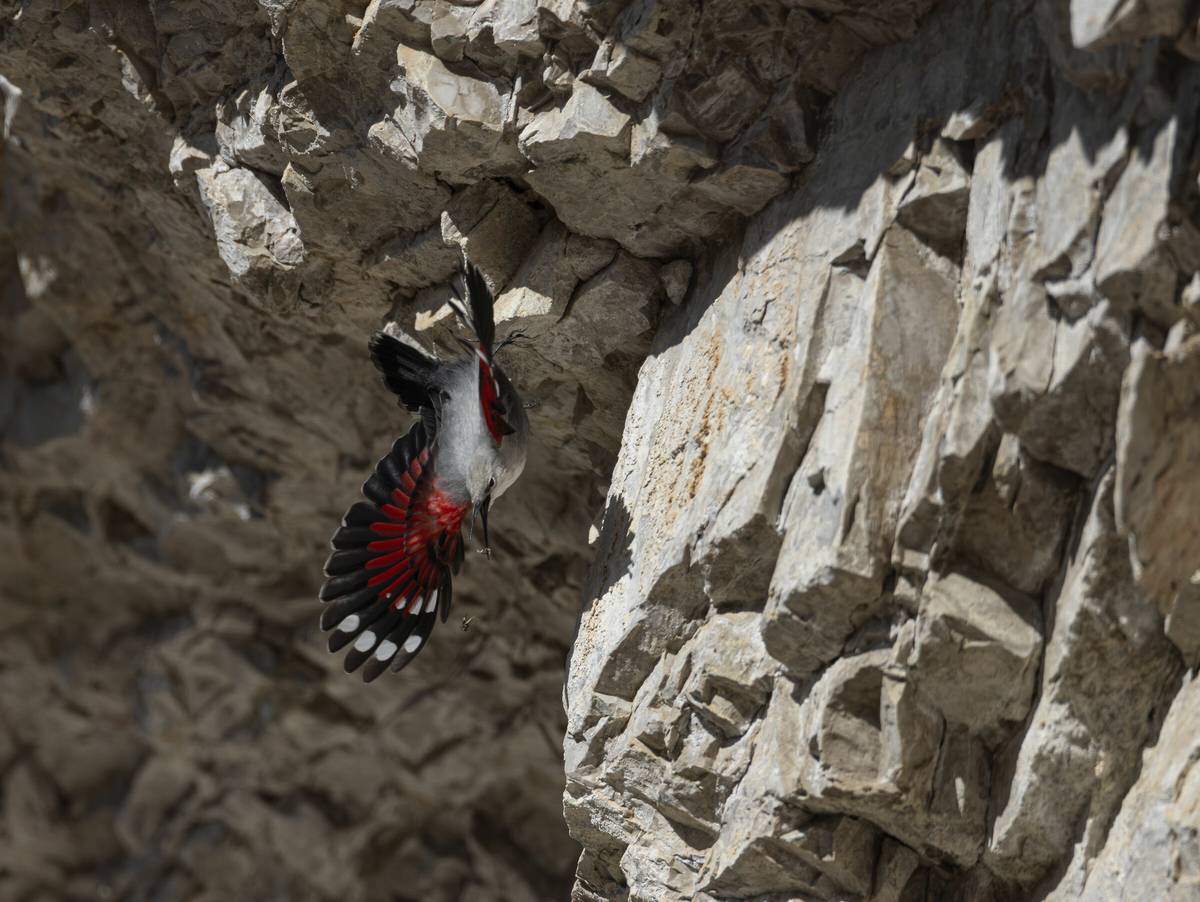 Diving wallcreeper