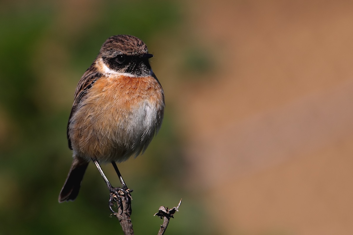 Stonechat male