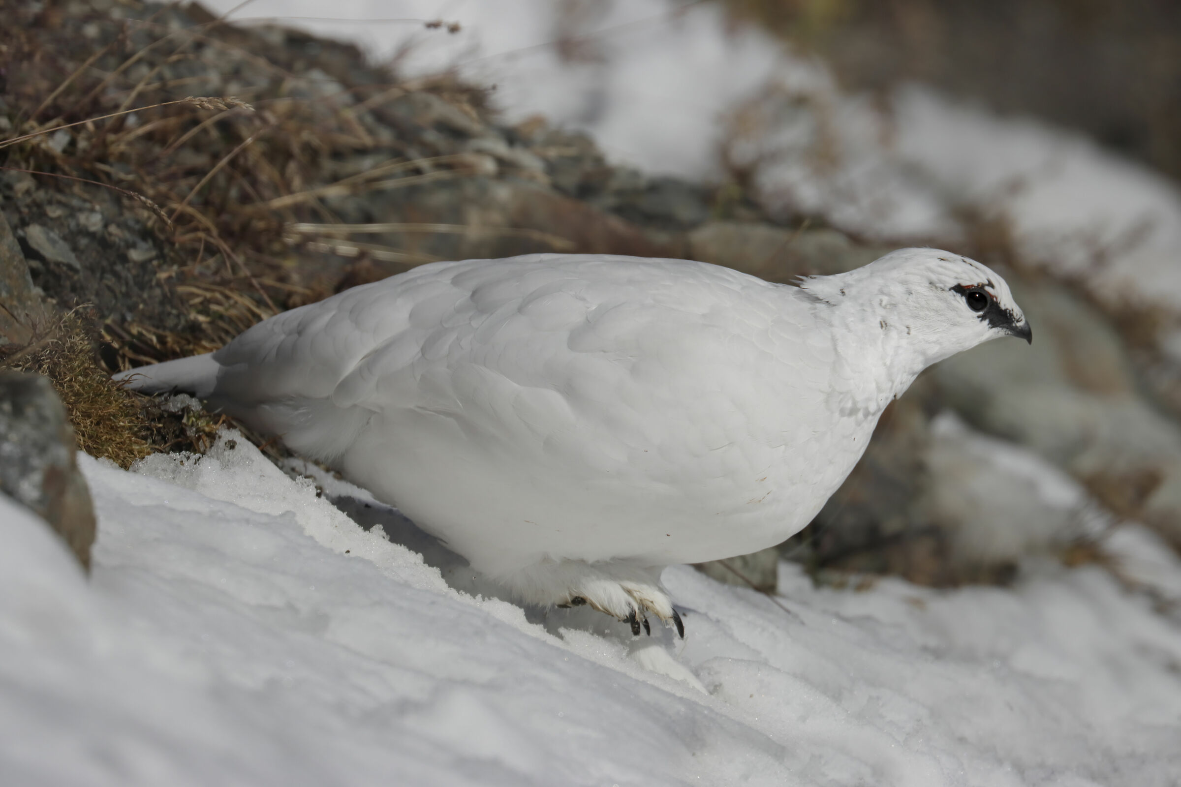 l'occhio della pernice bianca