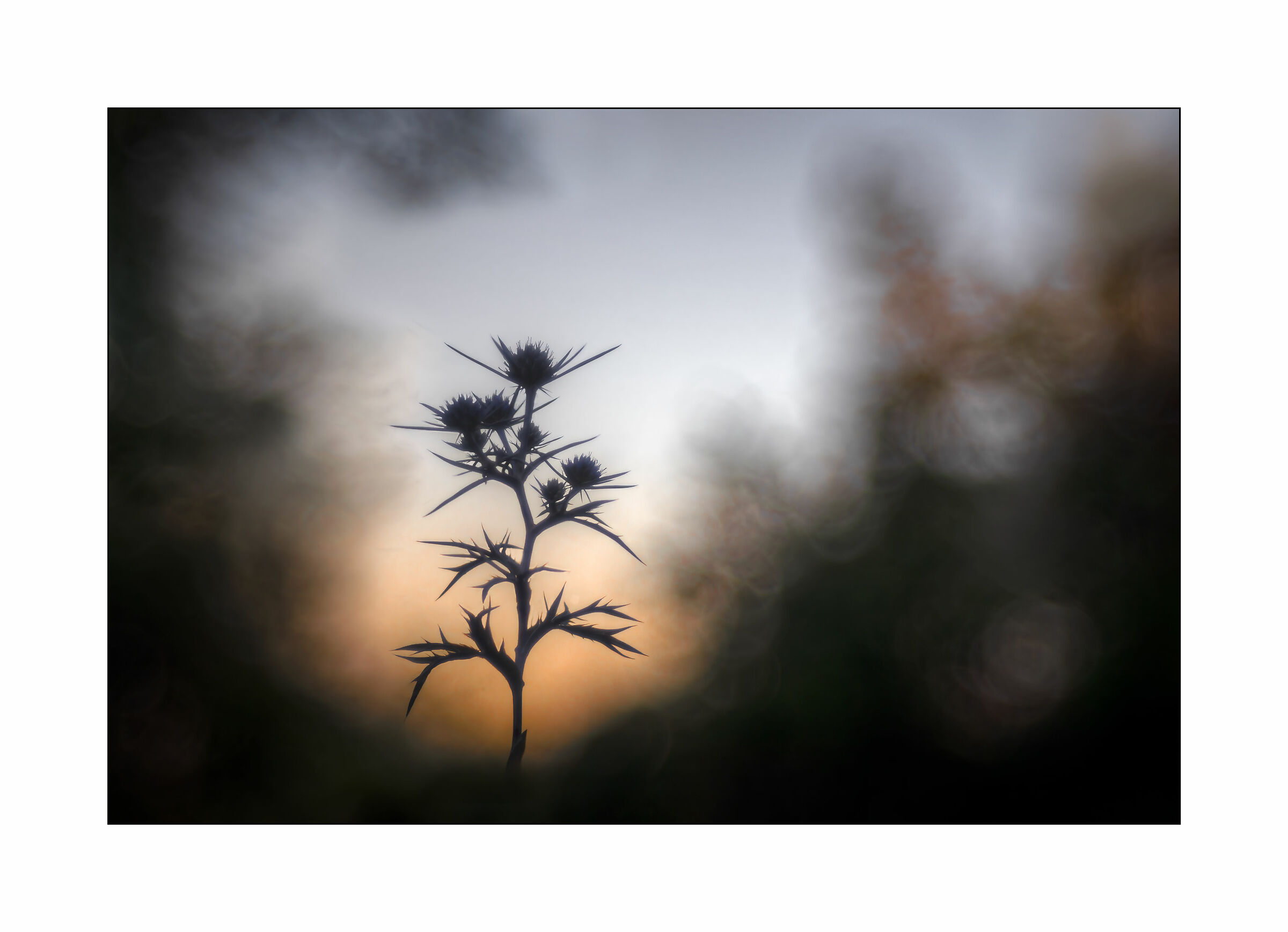 Eryngium backlit