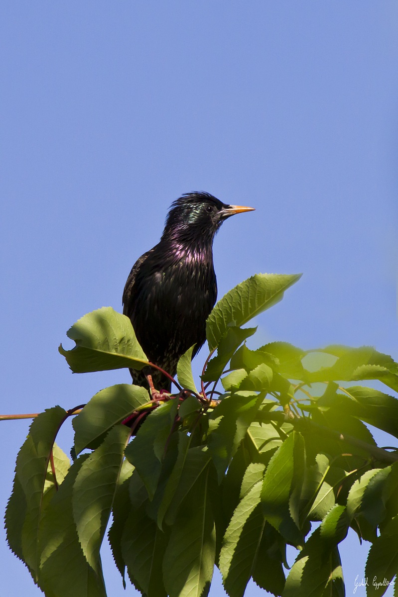 Storno (Stornus vulgaris)