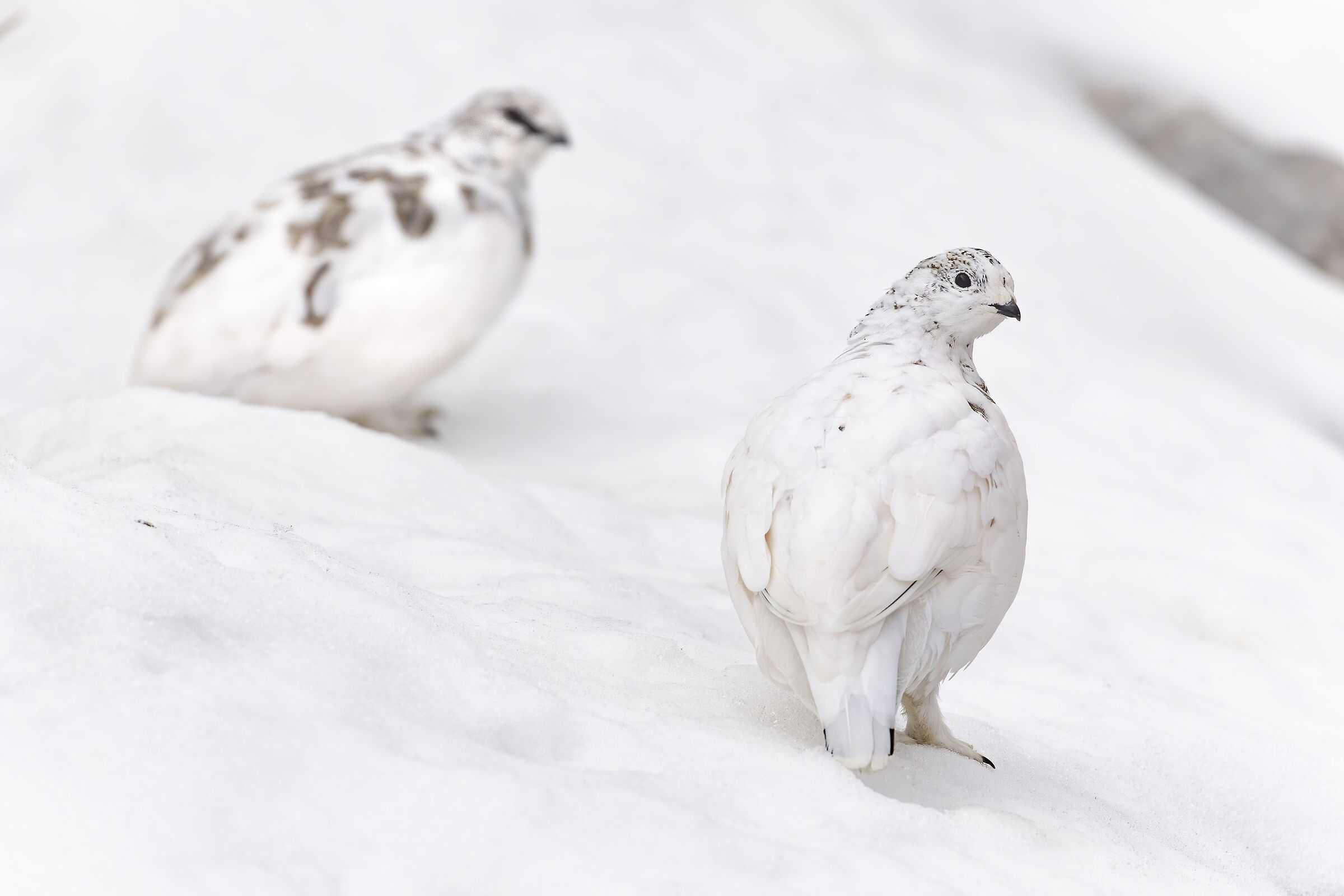 in coppia prima della tempesta, pernici bianche