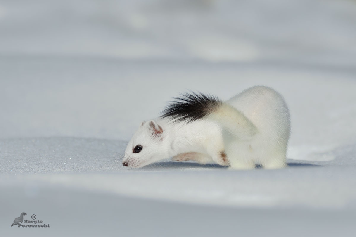 La flessibilità dell' ermellino