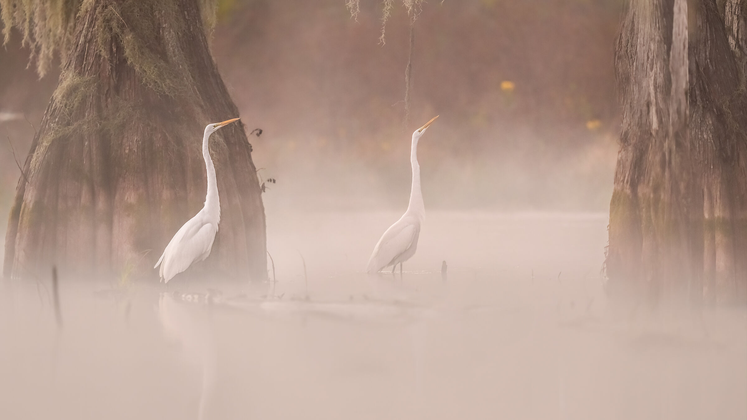 White heron & Spanish