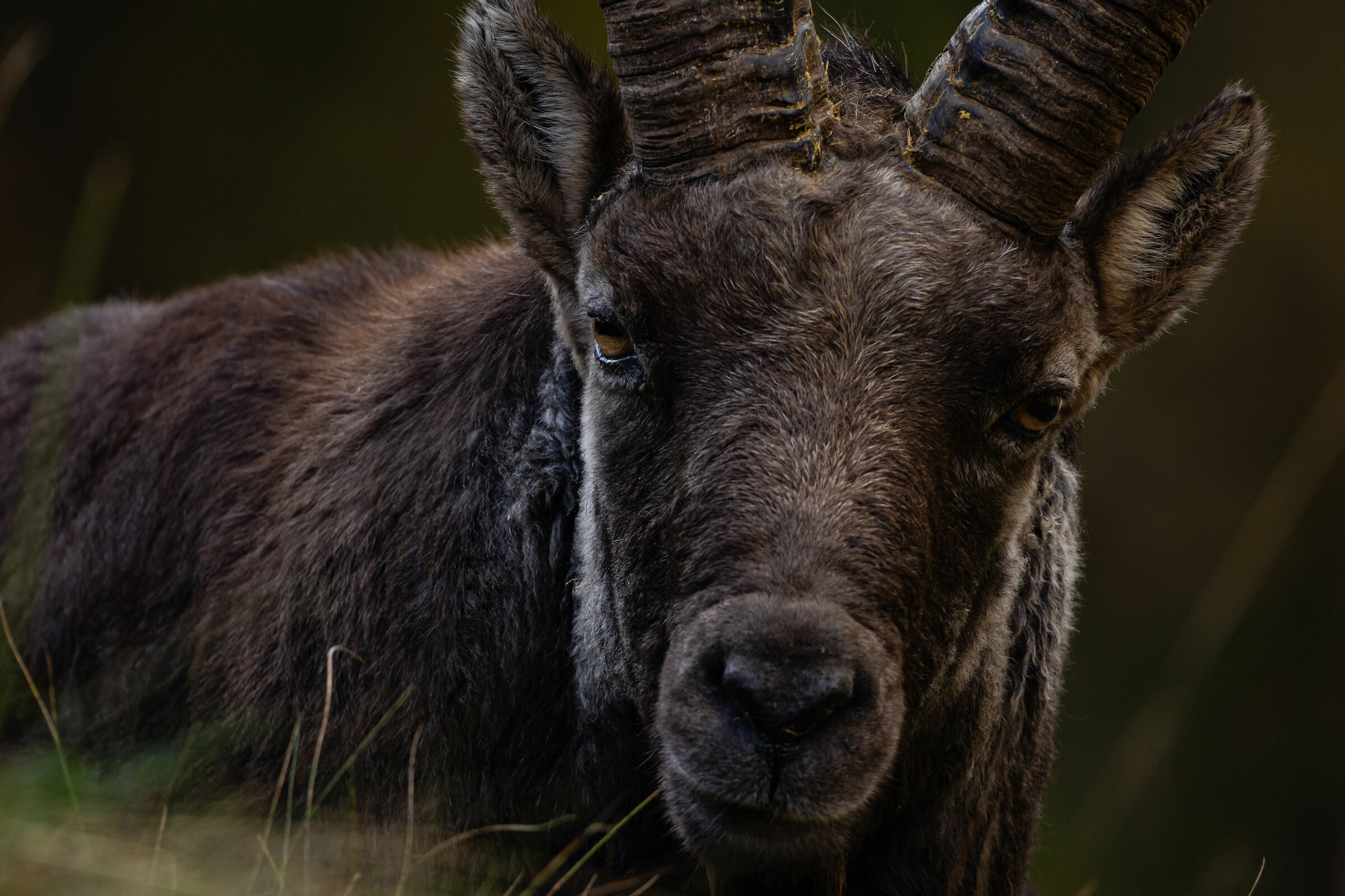 A faccia a faccia con il Re