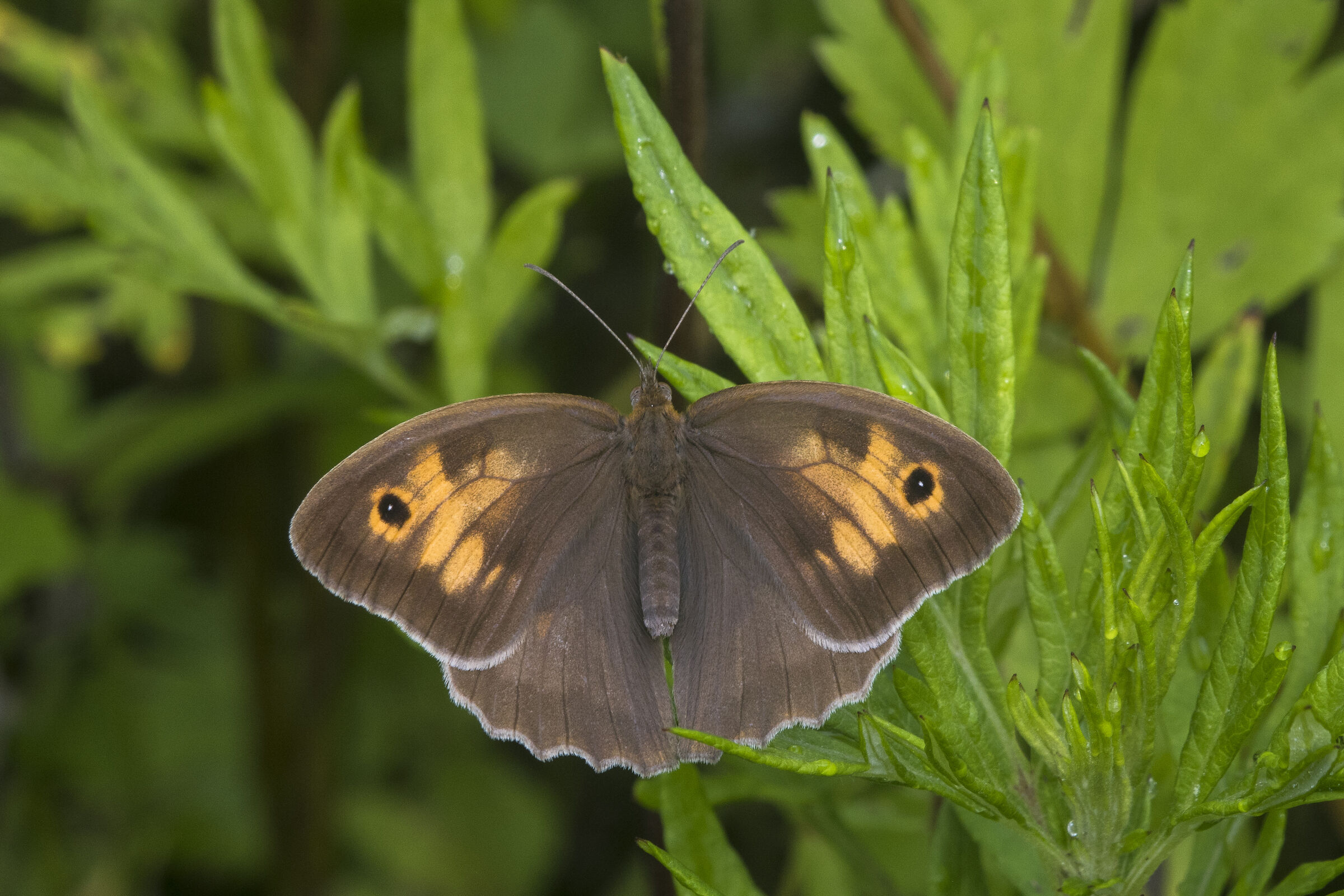 Maniola comune - Maniola jurtina (Linnaeus, 1758)