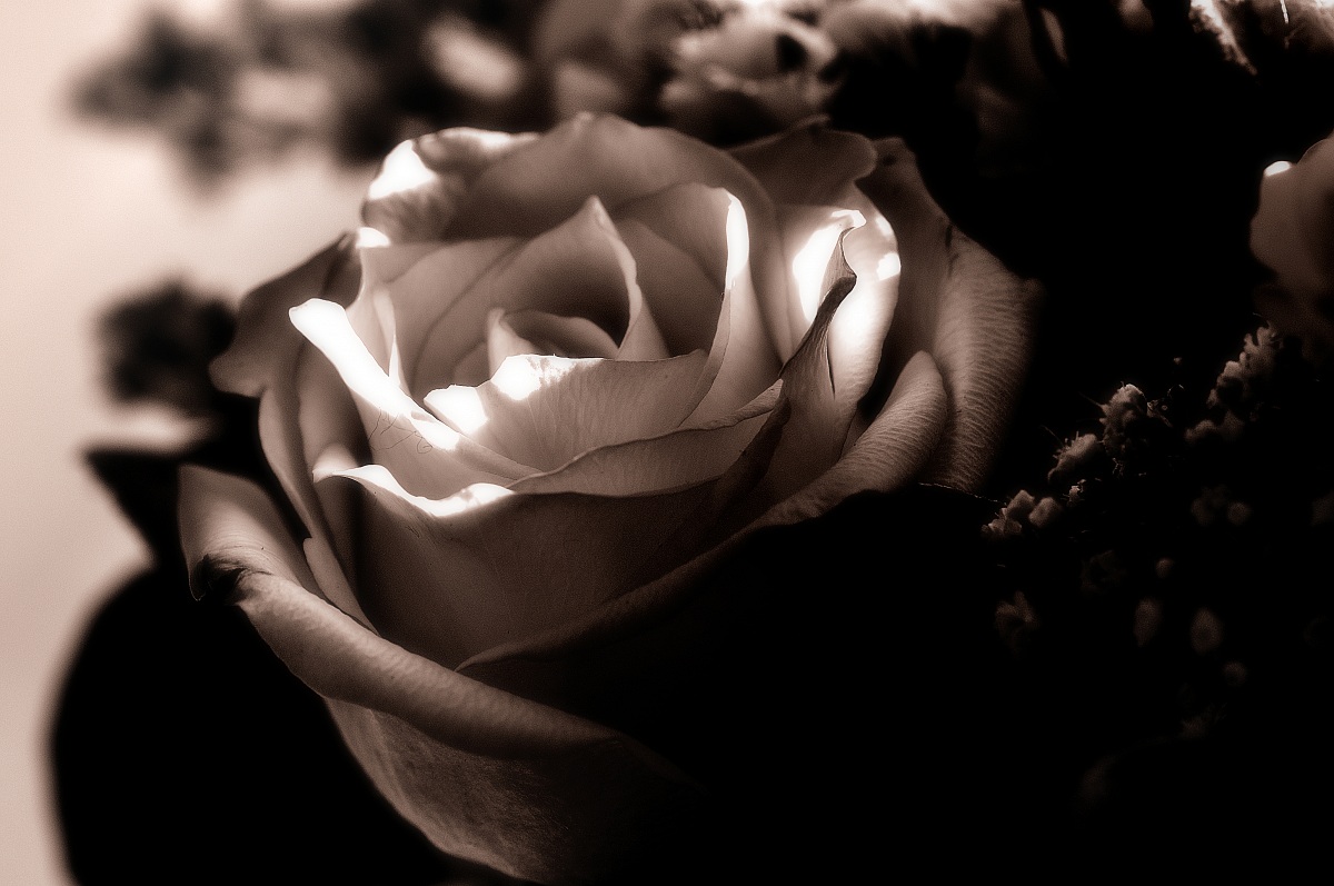 A rose is not always ... pink!