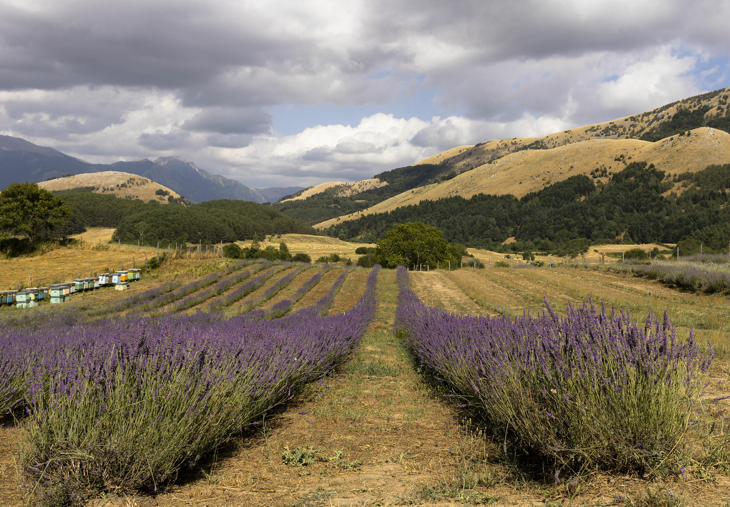POLLINO LAVENDER