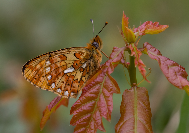Pearl-Delimitata Fritillary